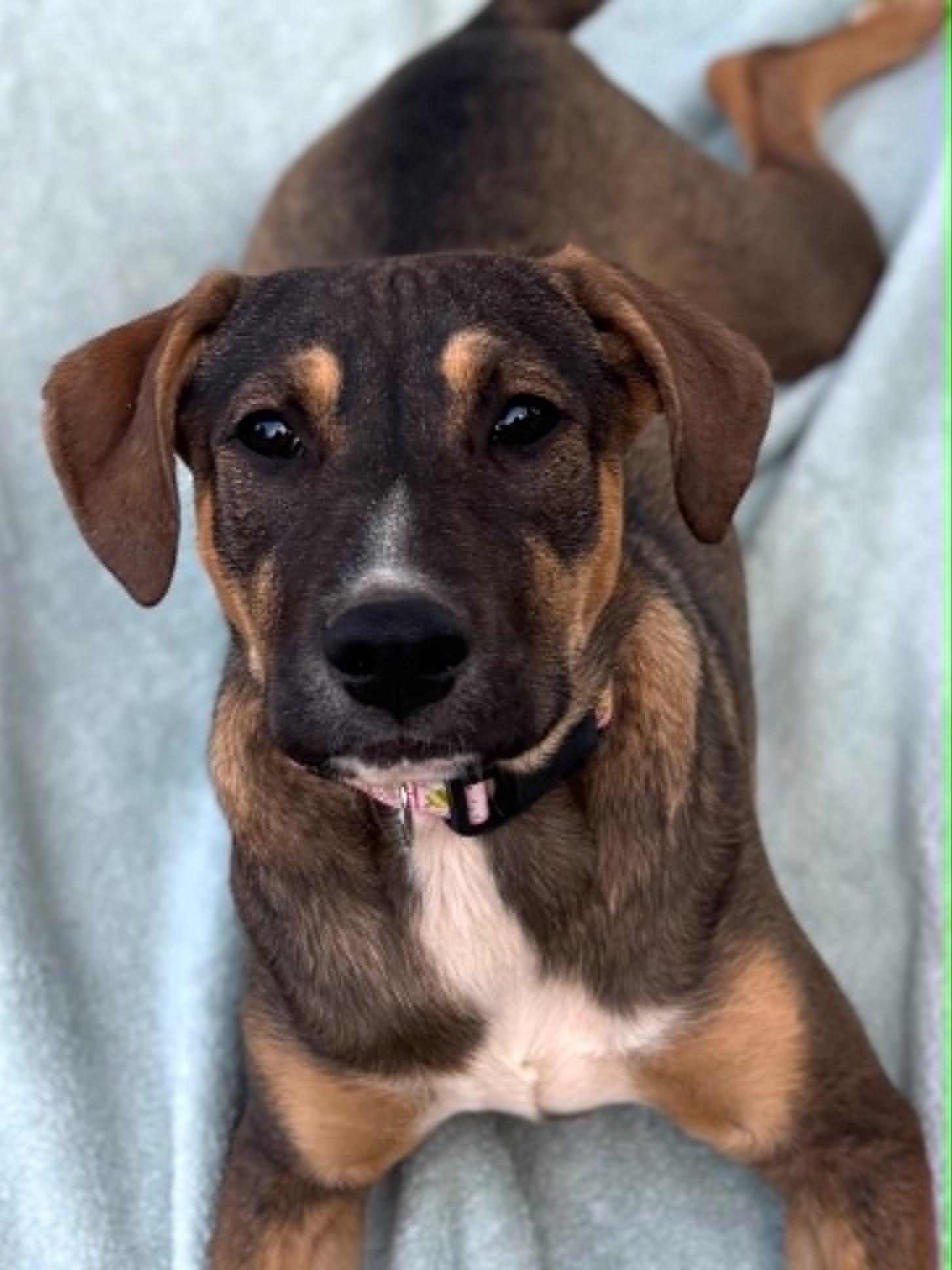 Peeper, a ADOPTABLE mixed breed in Jarrettsville, MD image 1/2