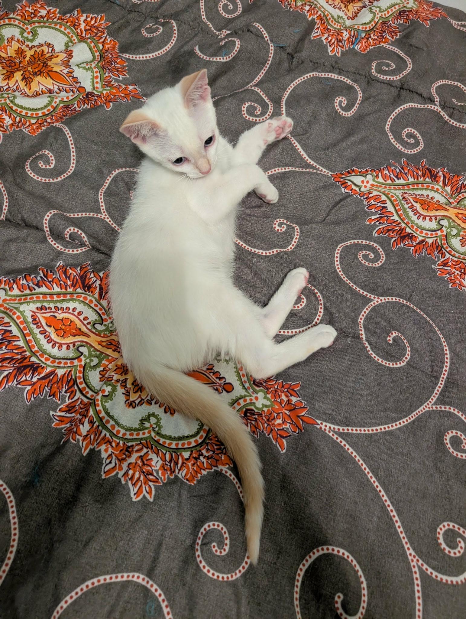 Han, Adoptable, Kitten Male Siamese.