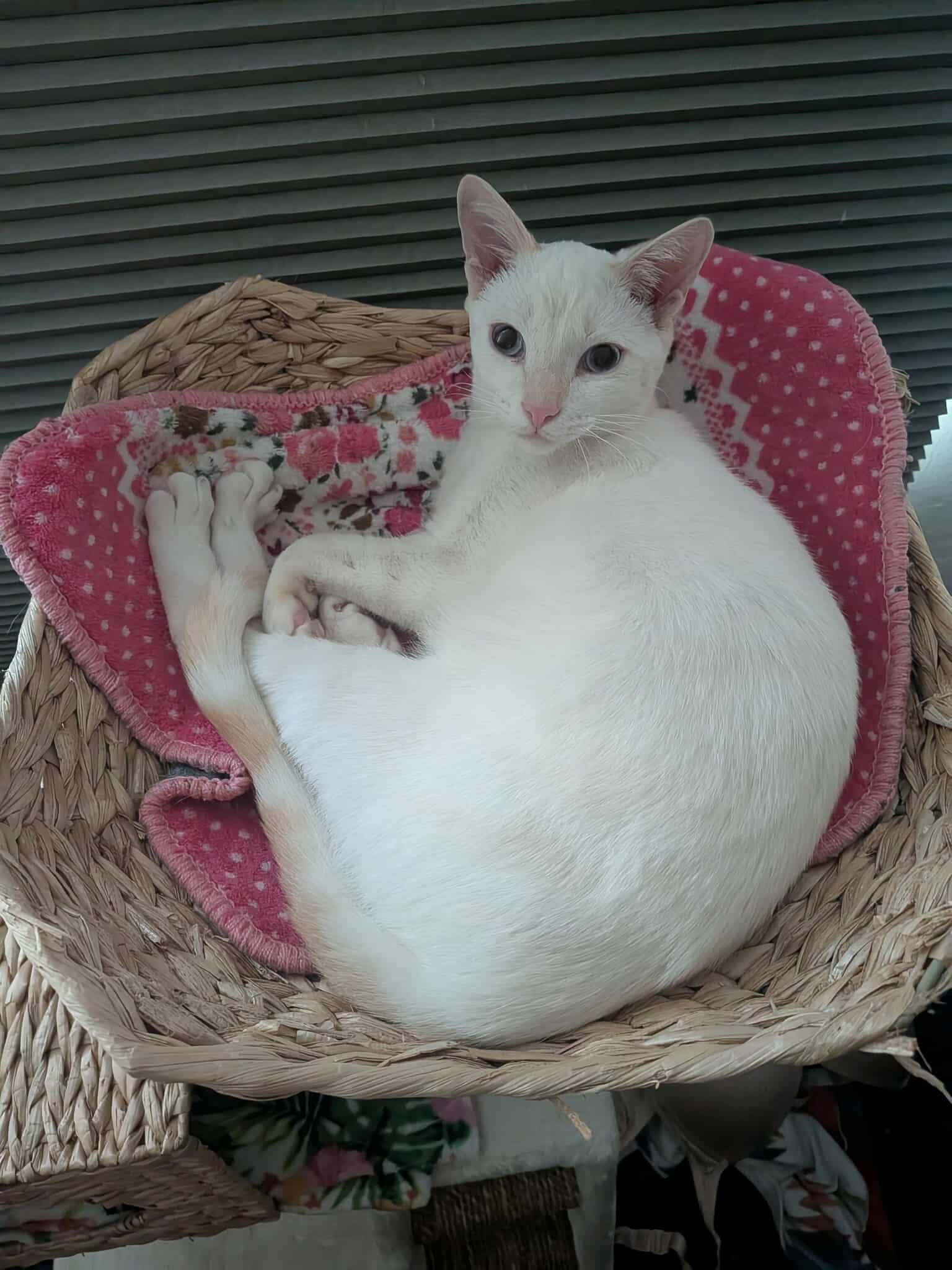 Han, a Adoptable mixed breed image 3/6