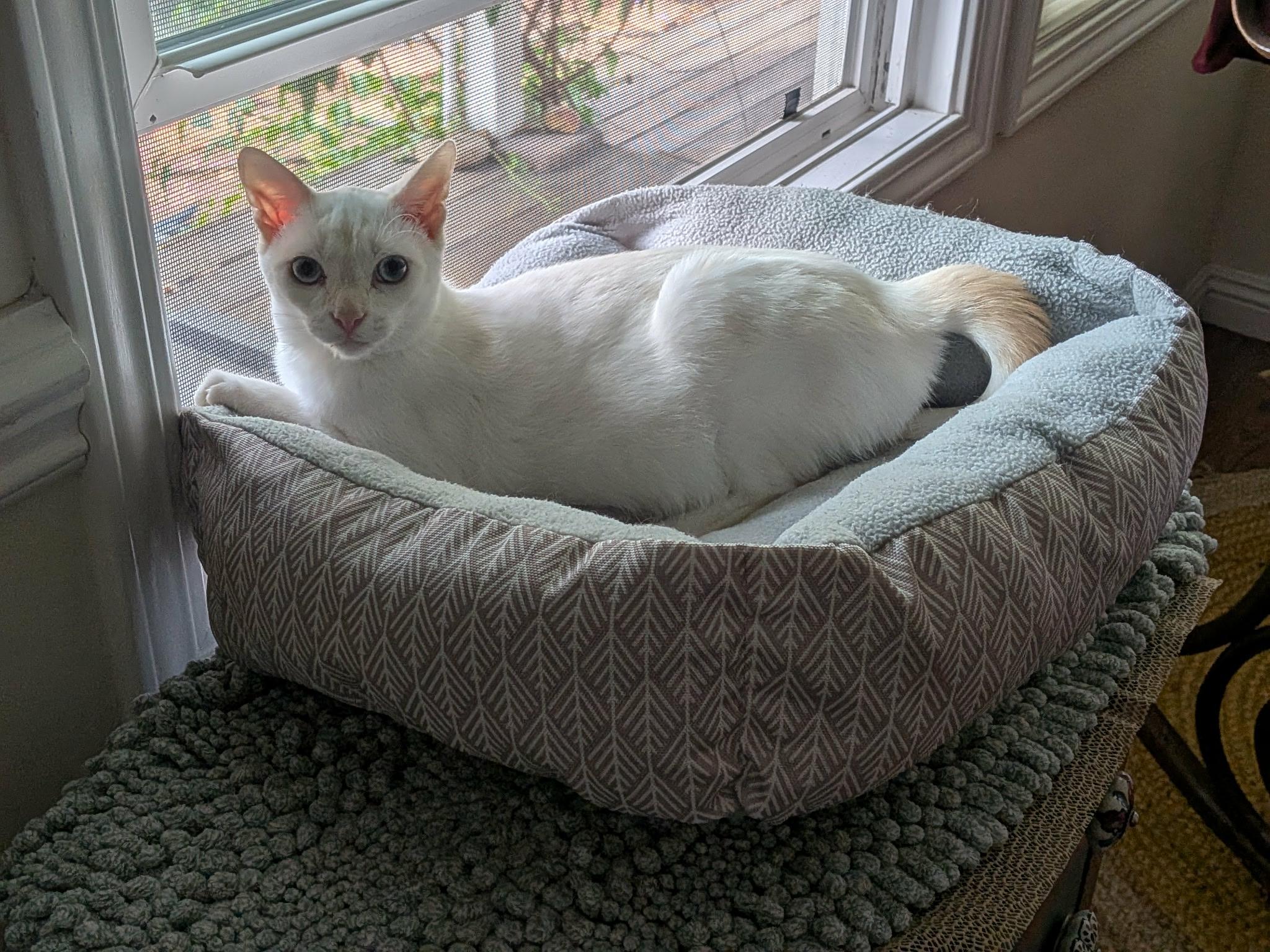 Han, a Adoptable mixed breed image 4/6