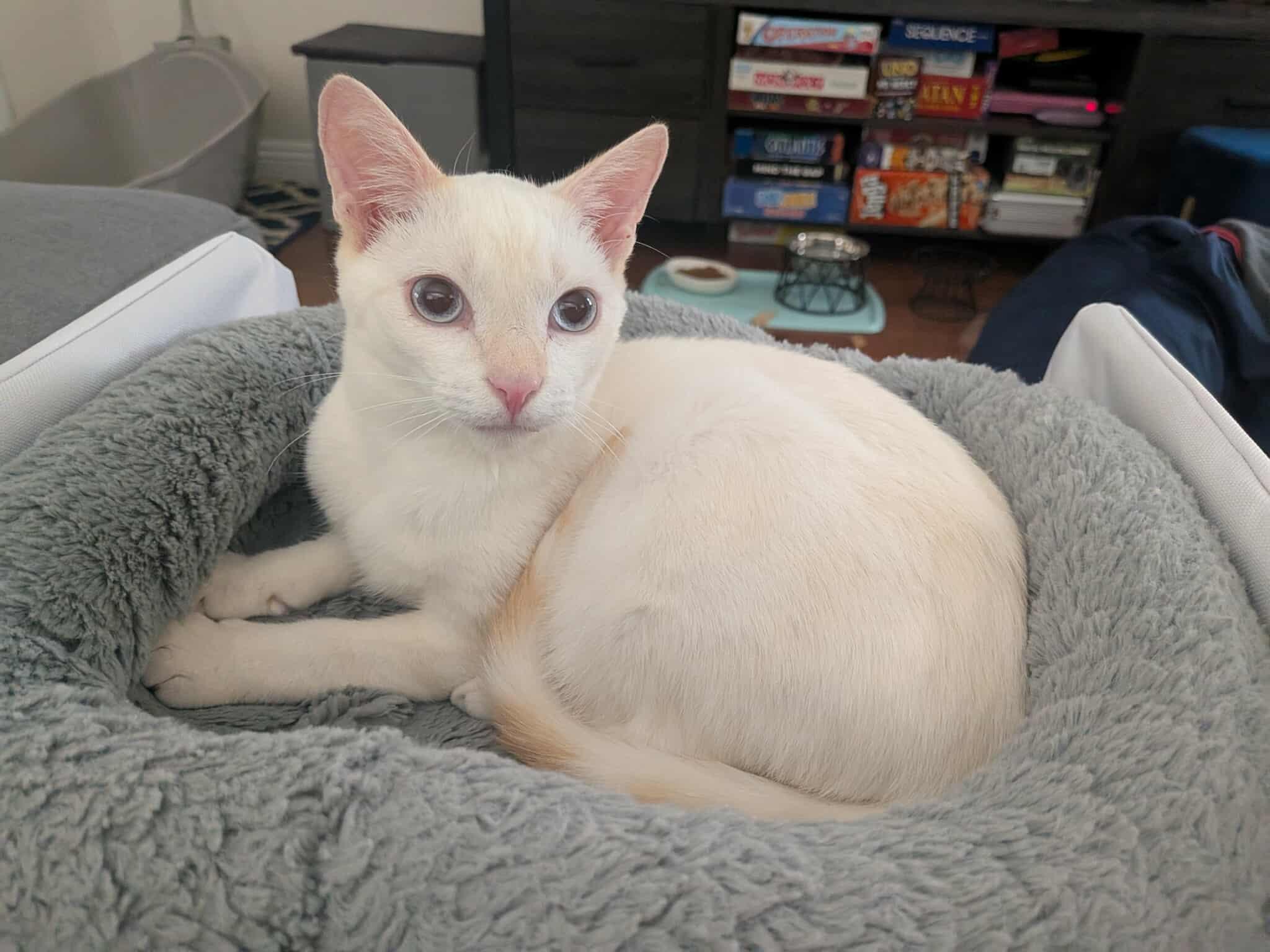 Han, a Adoptable mixed breed image 5/6