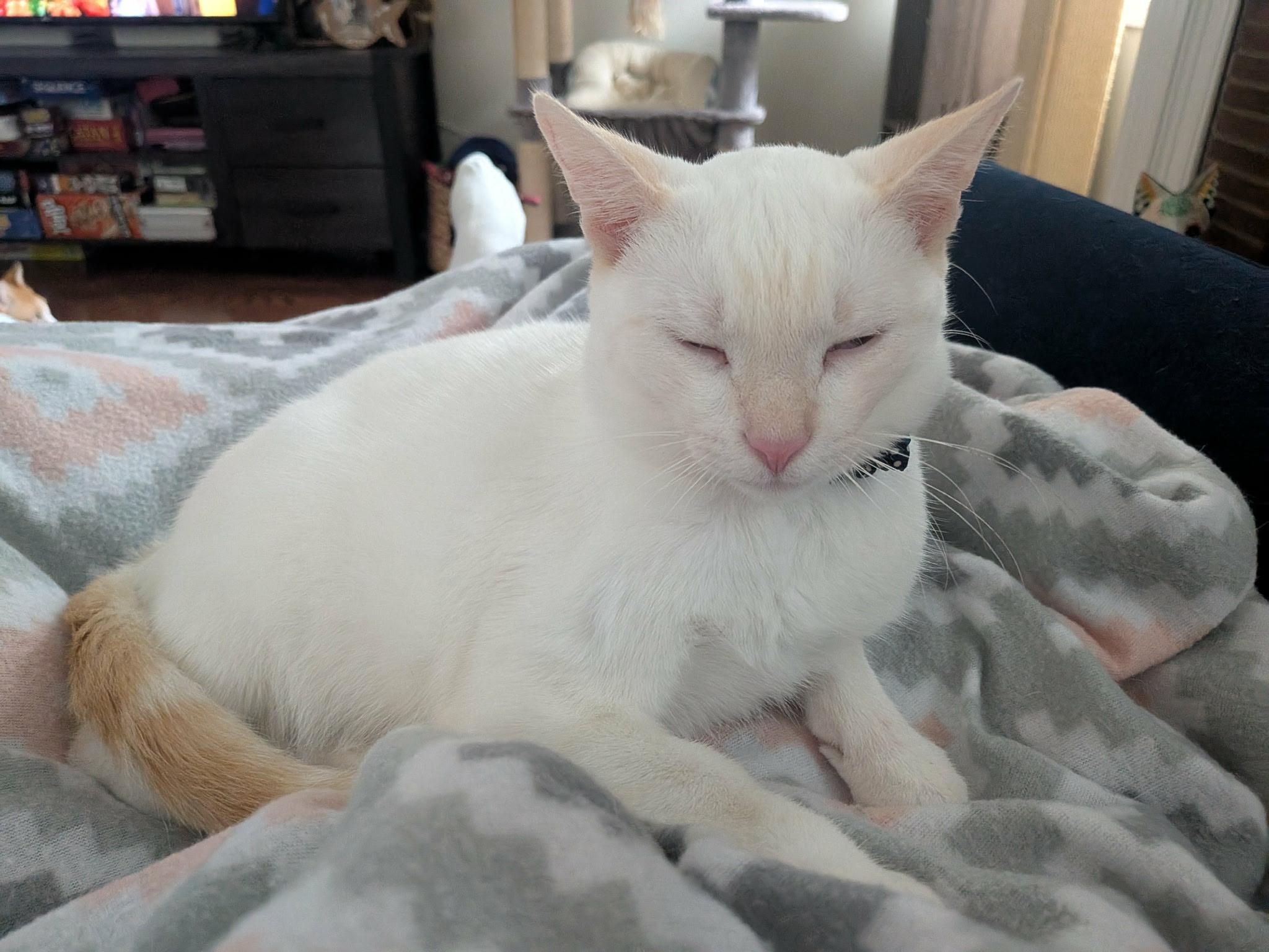 Han, a Adoptable mixed breed image 6/6