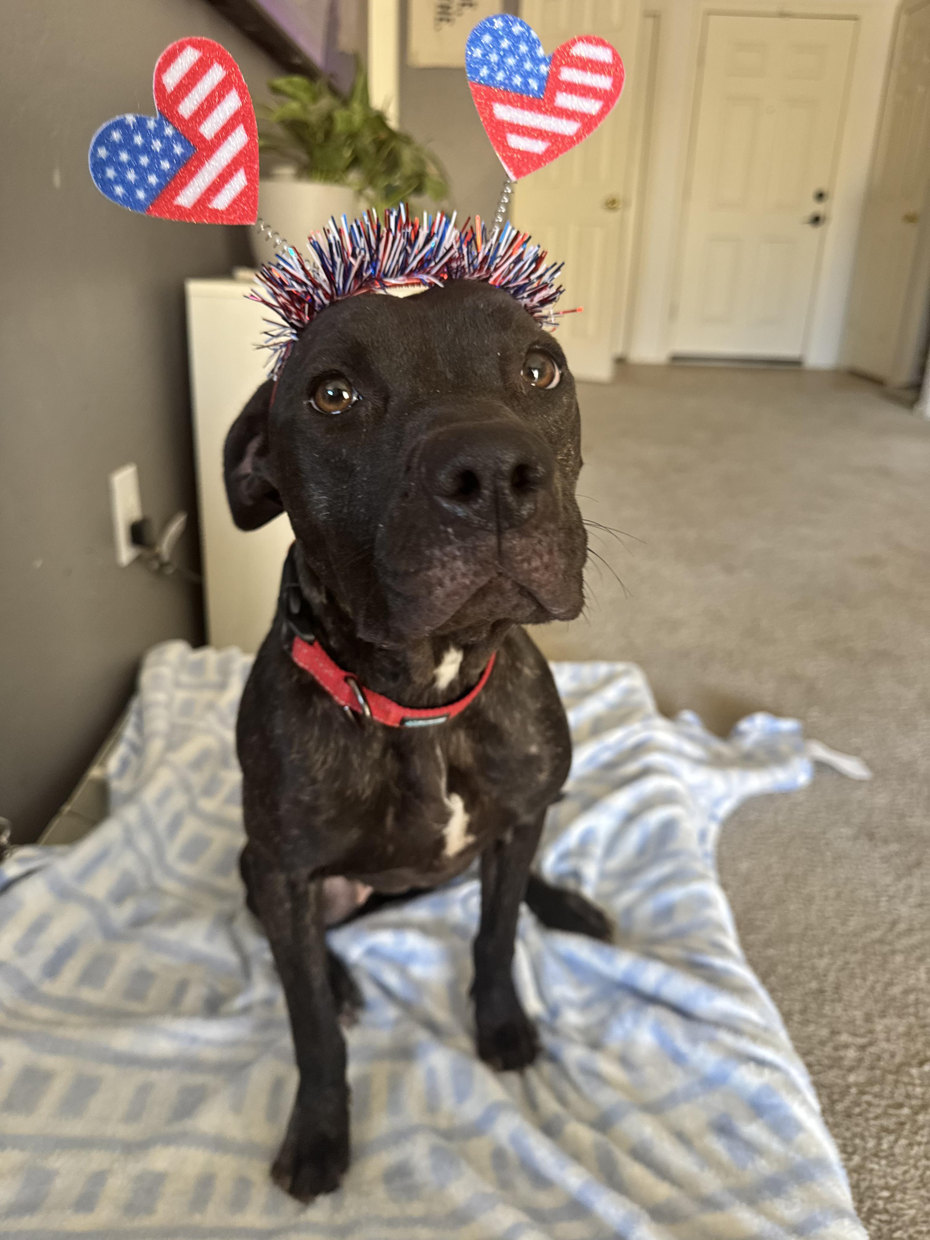 Cali, Adopted, Young Female American Staffordshire Terrier.