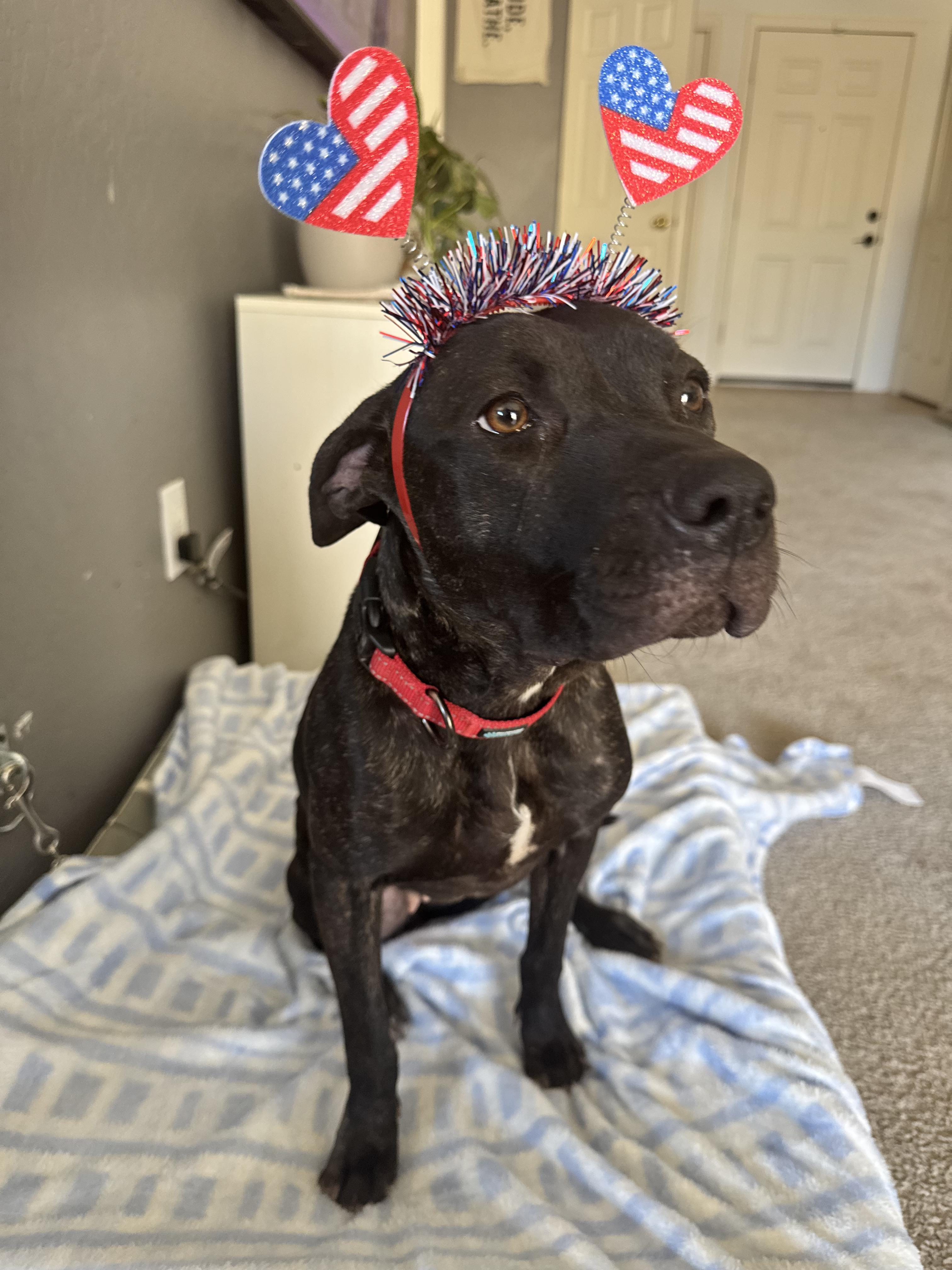 Enlarge Cali, a Adopted American Staffordshire Terrier in San Tan Valley, AZ image 2/2