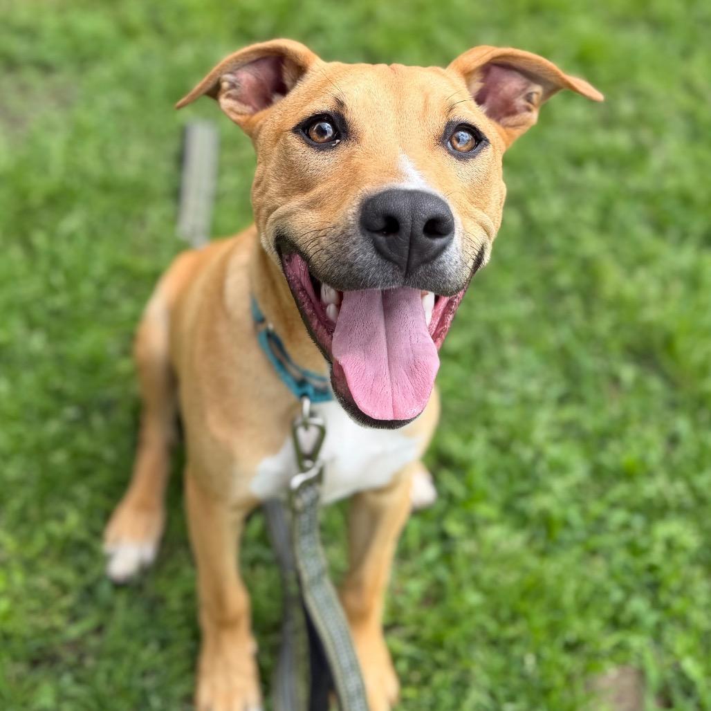 Enlarge Geronimo, a Adoptable mixed breed in Tulsa, OK image 1/5