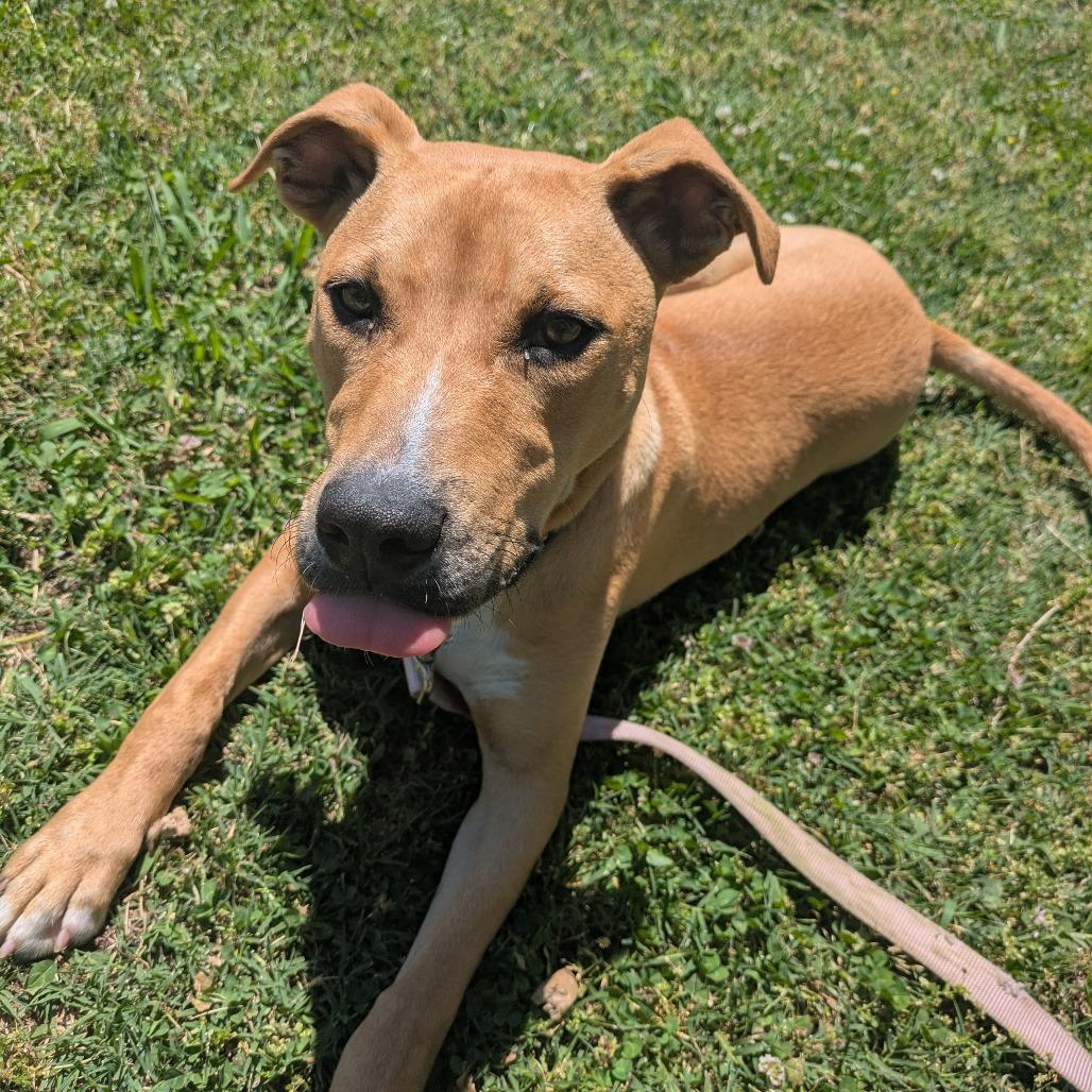 Enlarge Geronimo, a Adoptable mixed breed in Tulsa, OK image 2/5