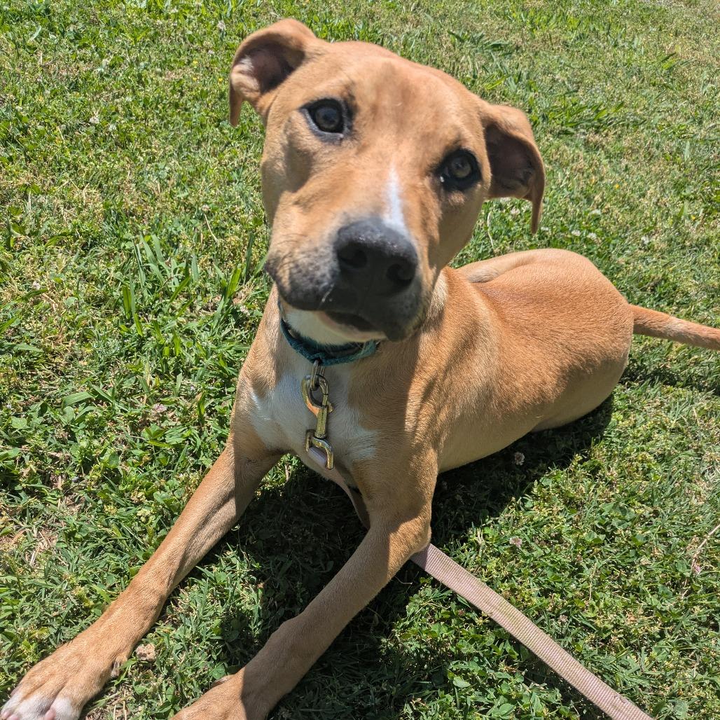 Enlarge Geronimo, a Adoptable mixed breed in Tulsa, OK image 3/5