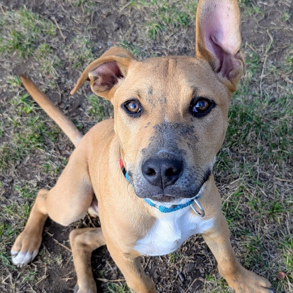 Enlarge Geronimo, a Adoptable mixed breed in Tulsa, OK image 4/5