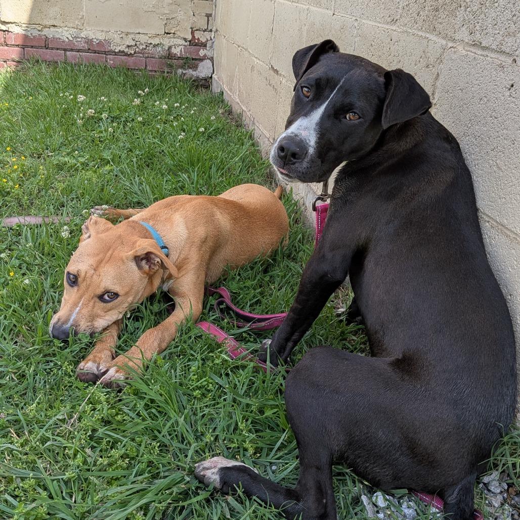 Enlarge Geronimo, a Adoptable mixed breed in Tulsa, OK image 5/5