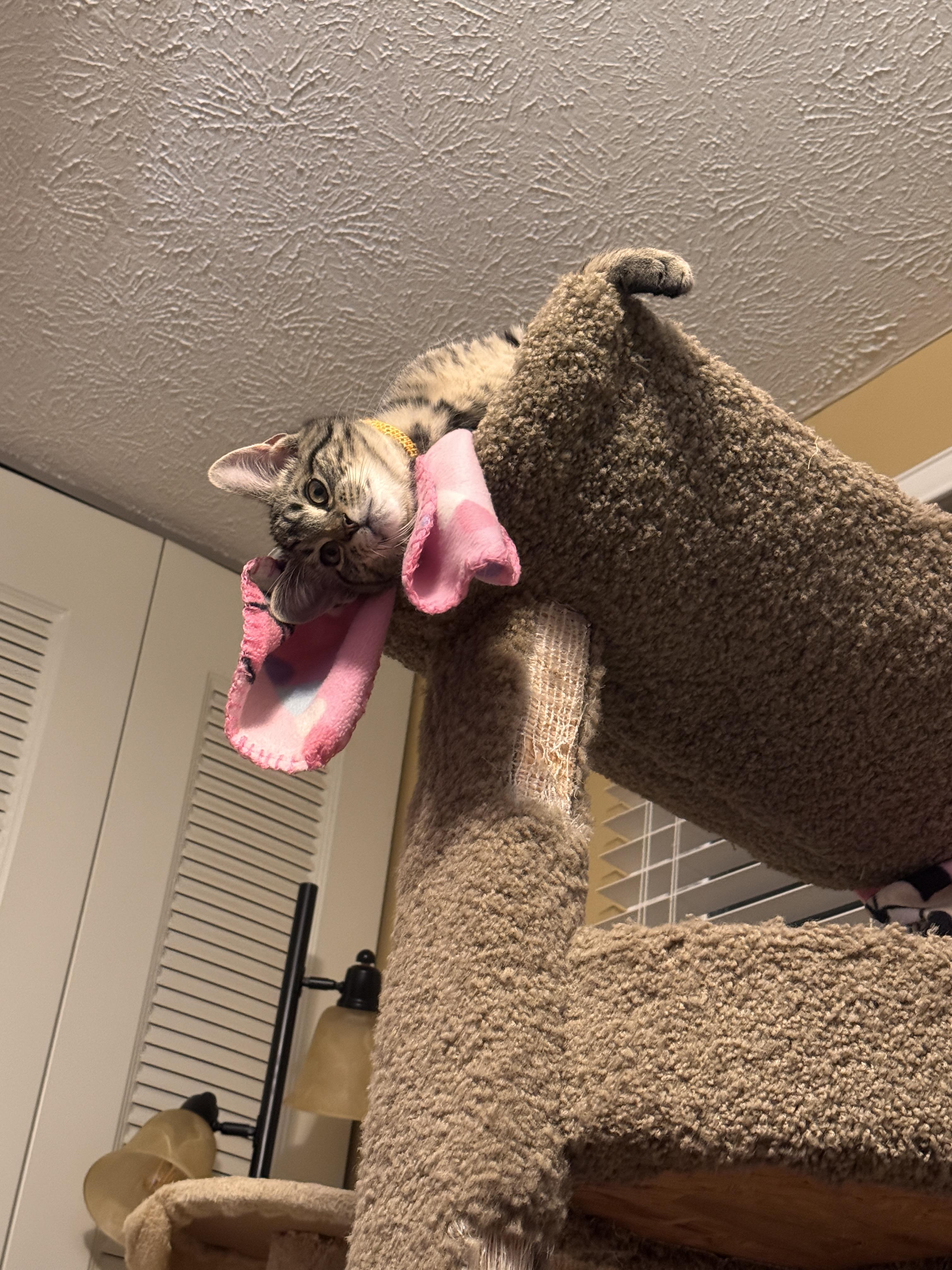 Doc, Adopted, Young Male Domestic Short Hair.