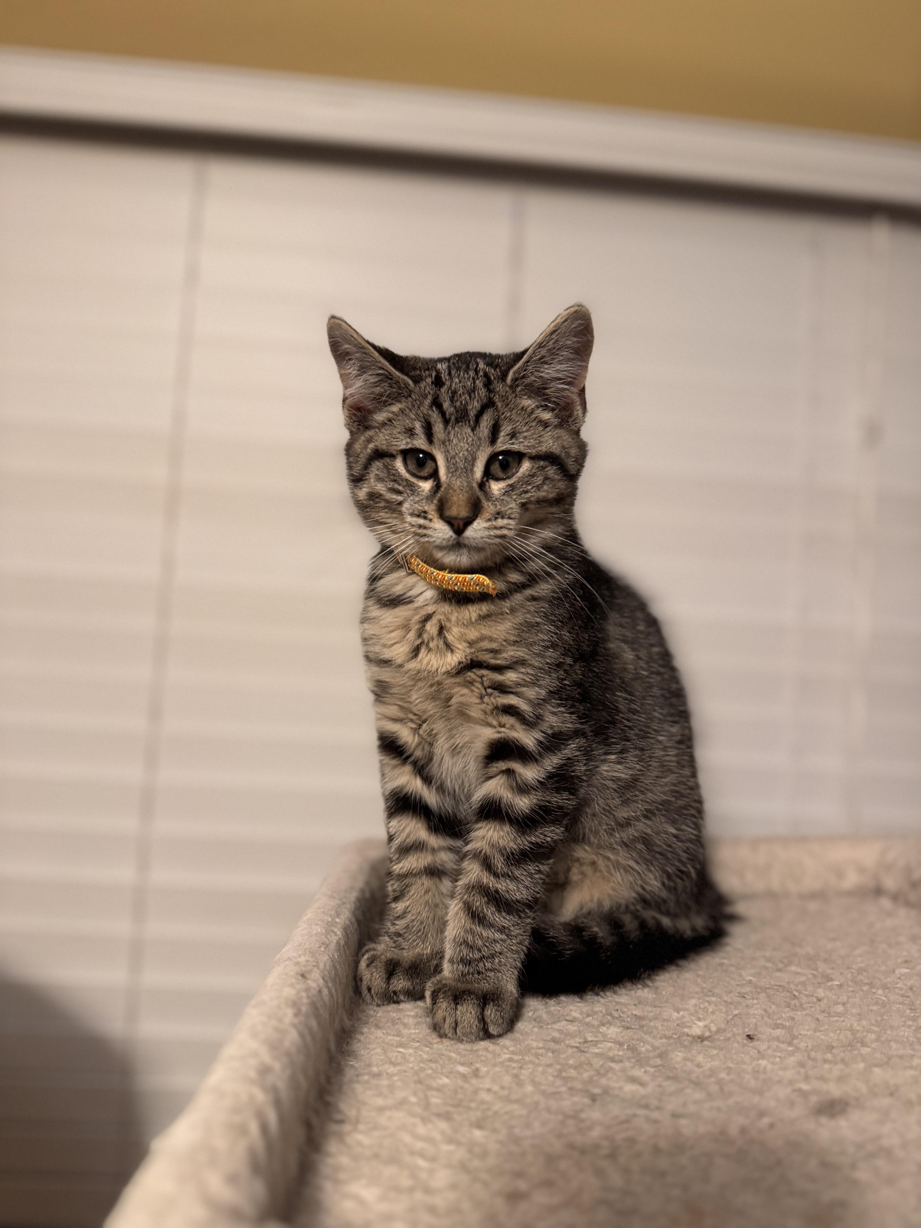 Enlarge Doc, a Adopted Domestic Short Hair in Bethel Park, PA image 2/3