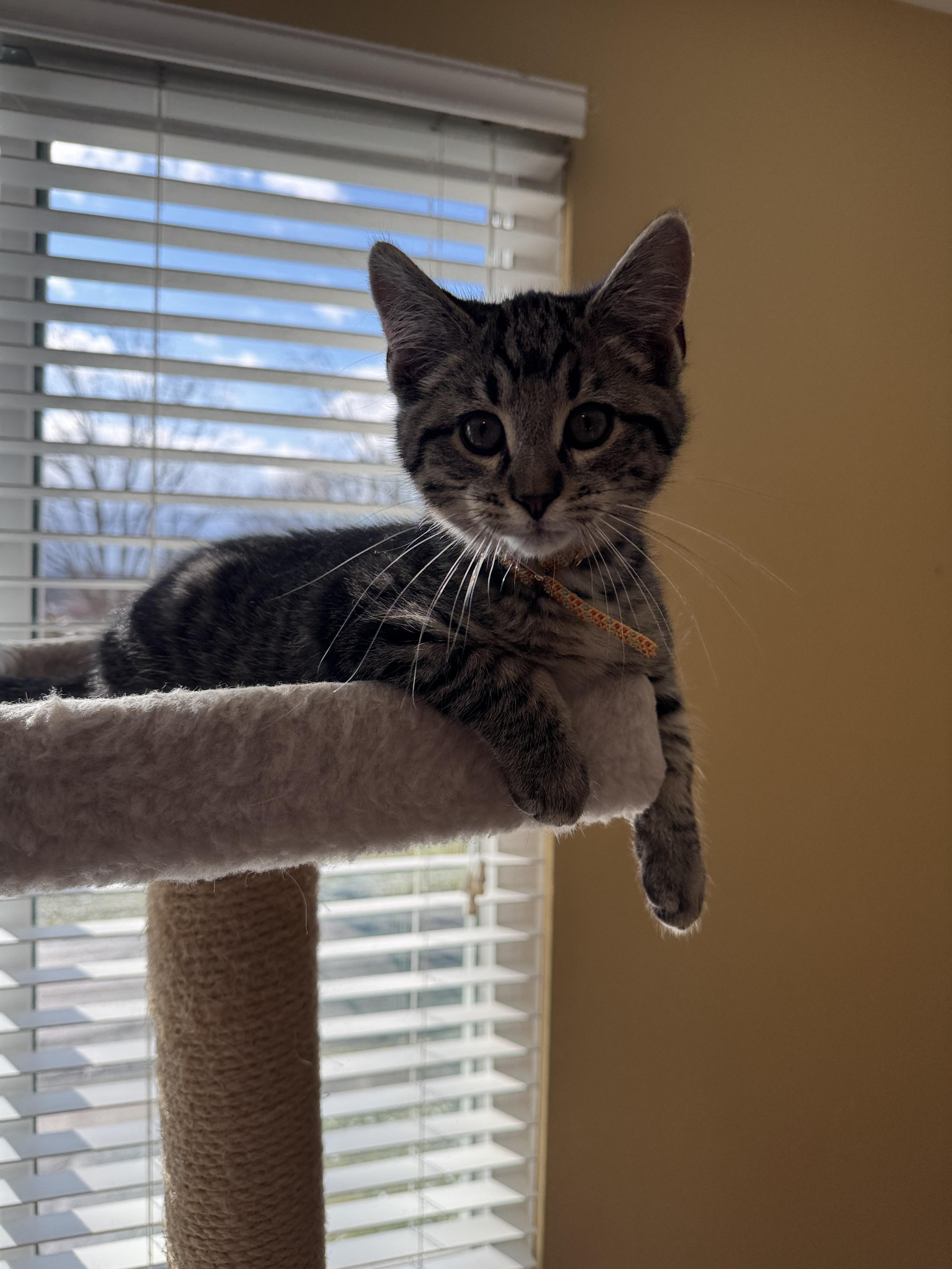 Enlarge Doc, a Adopted Domestic Short Hair in Bethel Park, PA image 3/3