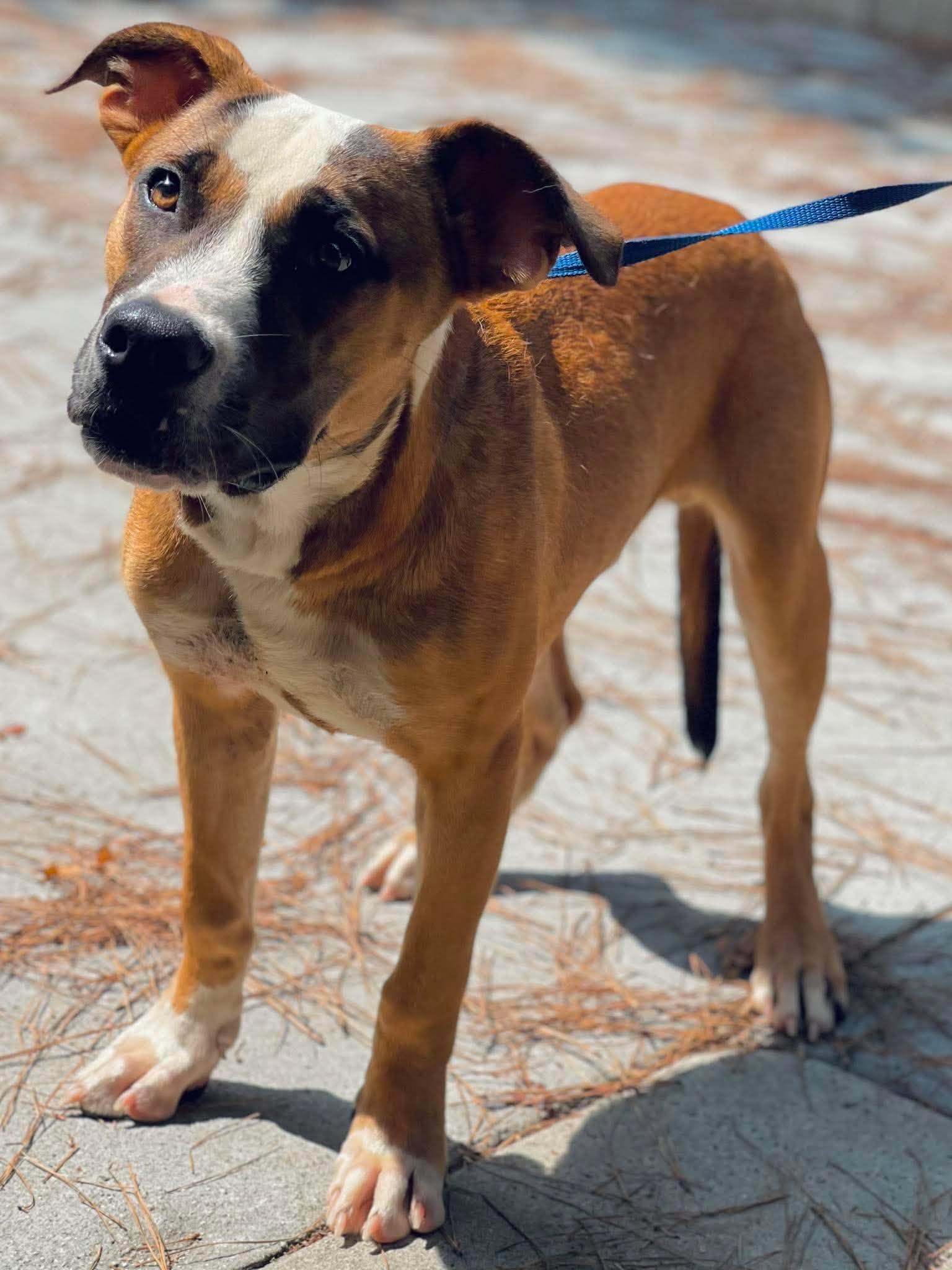 Enlarge AC-5089 "Han Solo", a Adoptable mixed breed in Conyers, GA image 2/3