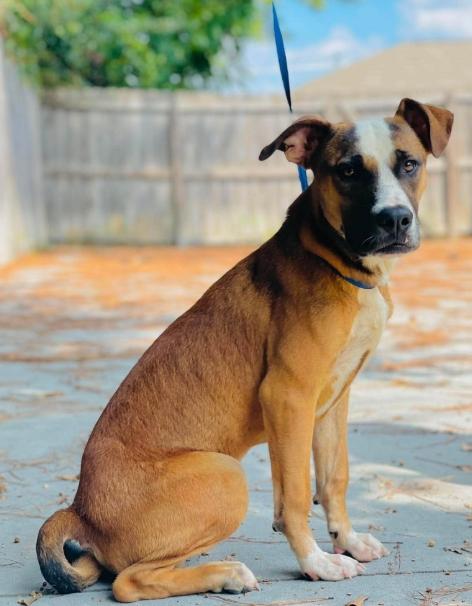 Enlarge AC-5089 "Han Solo", a Adoptable mixed breed in Conyers, GA image 3/3