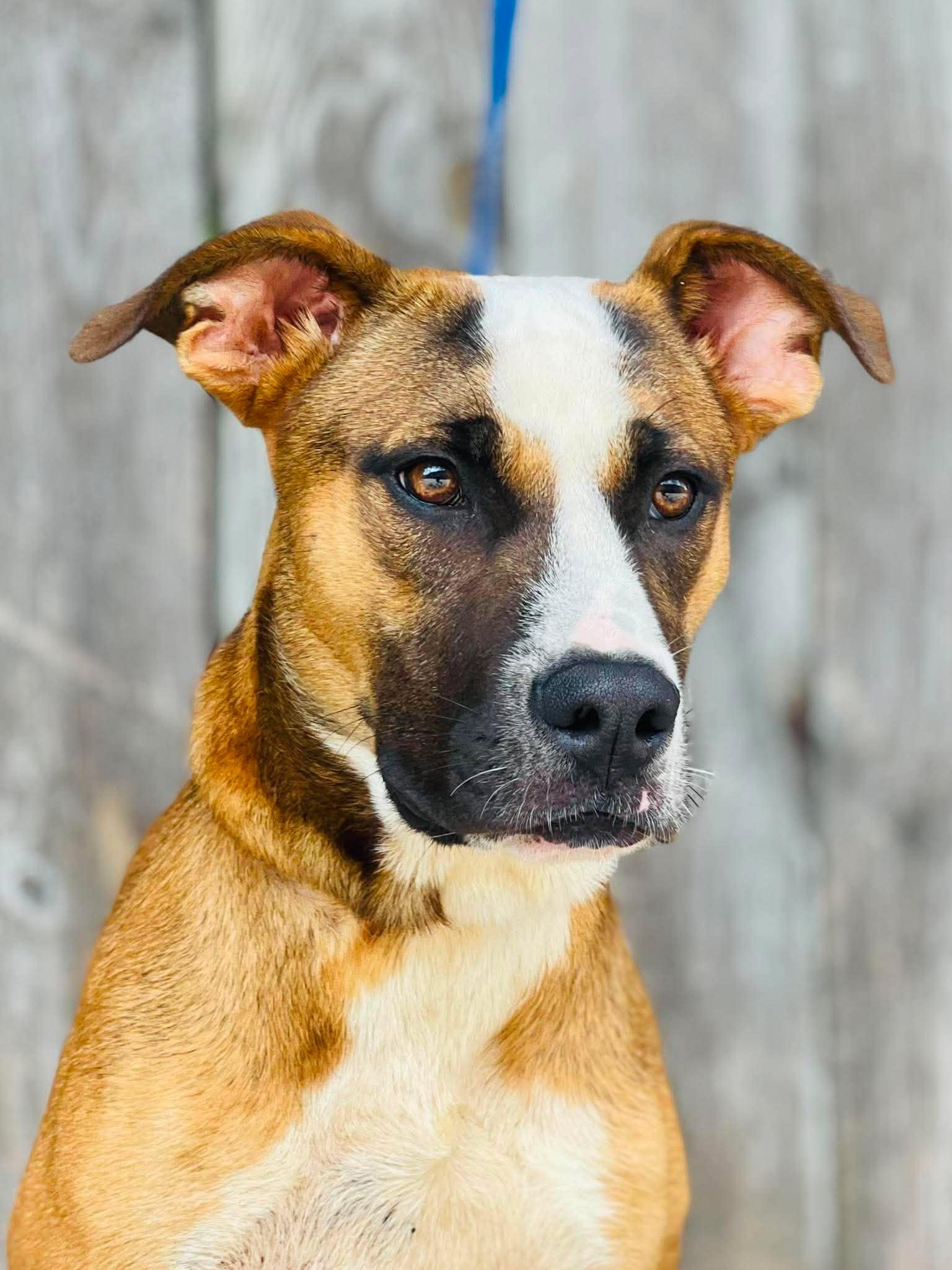 AC-5089 "Han Solo", Adoptable, Adult Male Pointer.