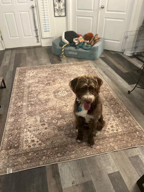 Miley , an adopted Goldendoodle in Maitland, FL image 2/3