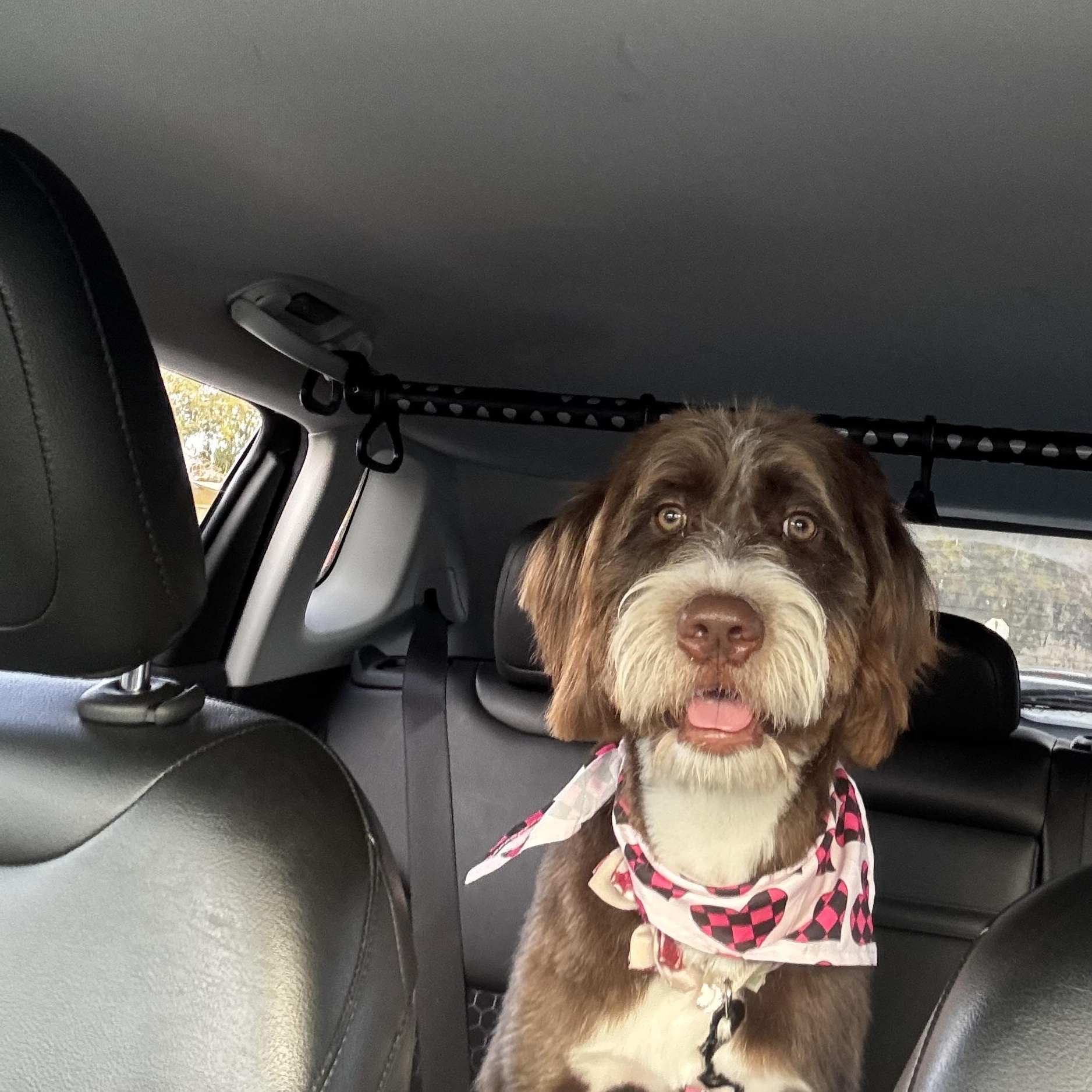 Miley , adopted, Young Female Goldendoodle.