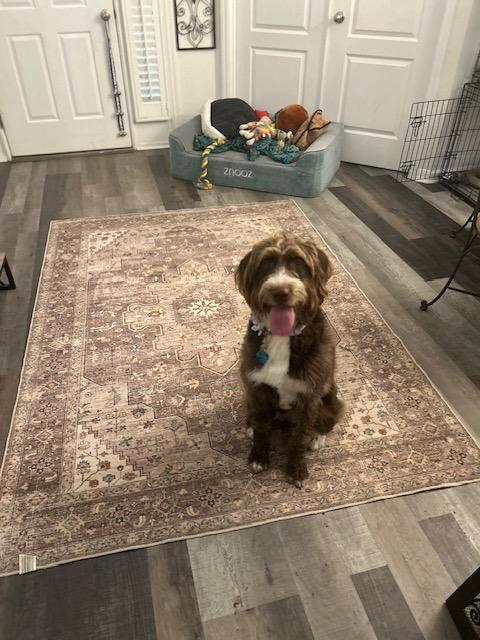 Miley , an adopted Goldendoodle in Maitland, FL image 3/3
