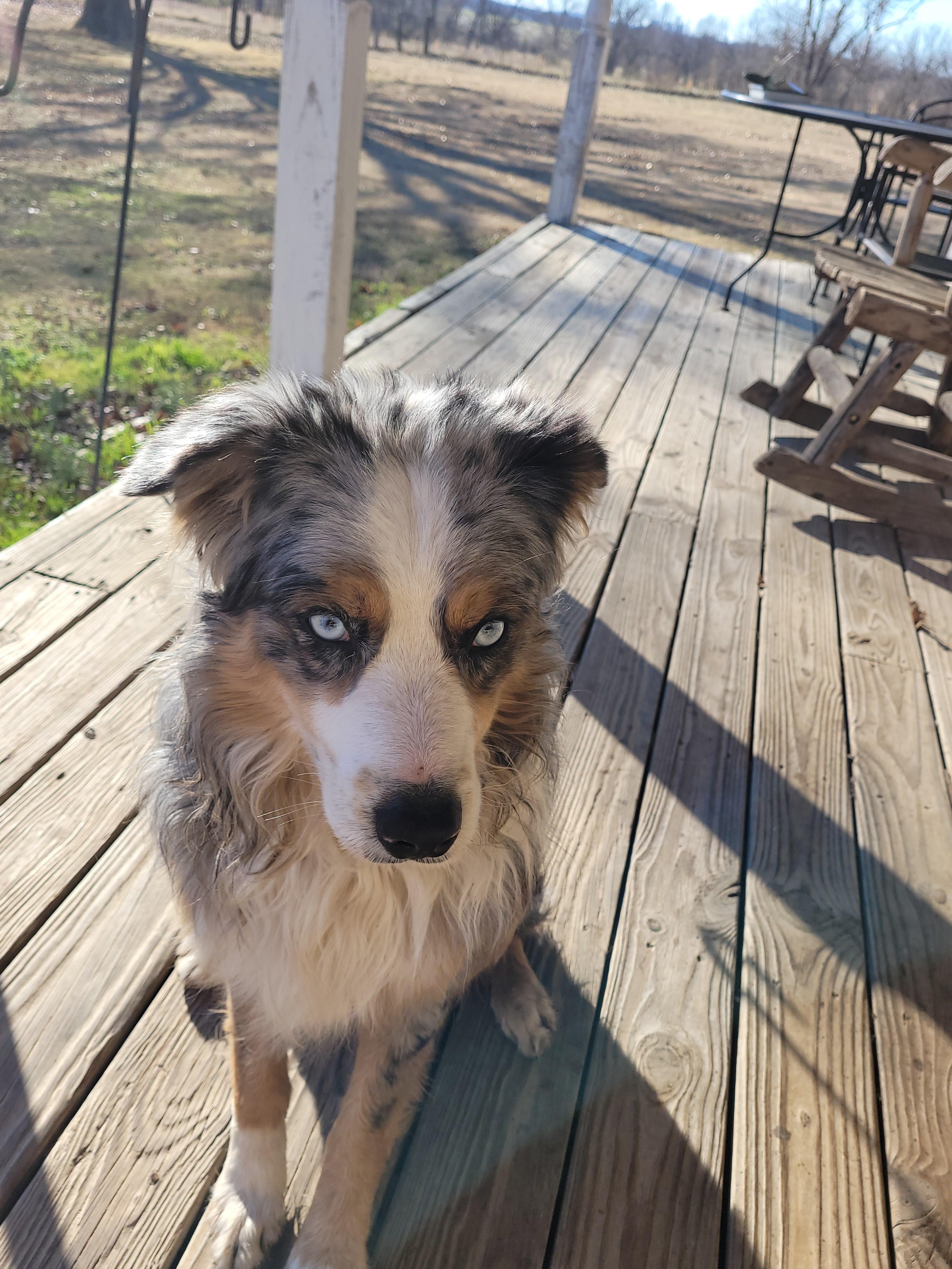 Jax, ADOPTABLE, Young Male Australian Shepherd.