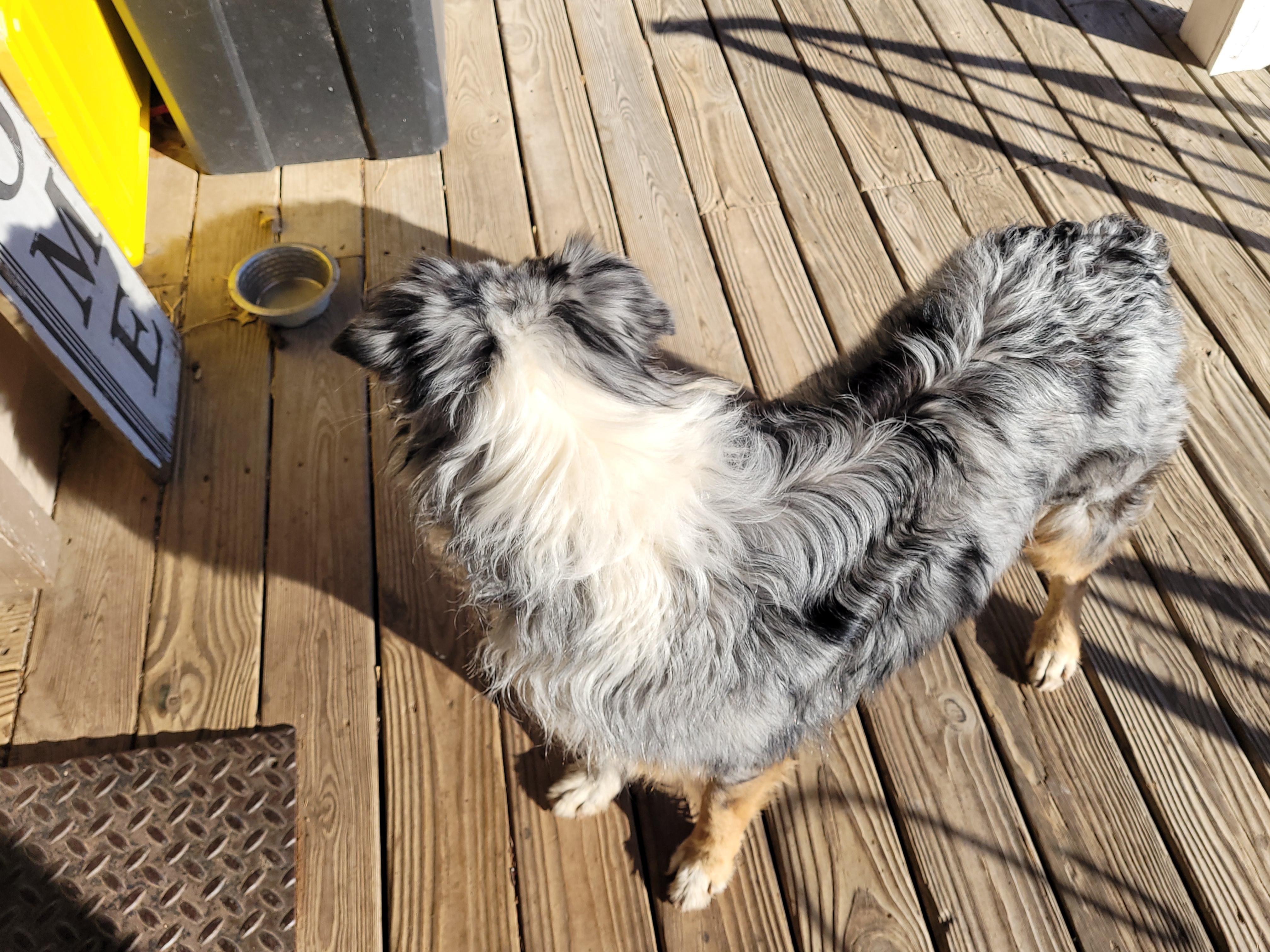 Enlarge Jax, a ADOPTABLE Australian Shepherd in Muskogee, OK image 2/3