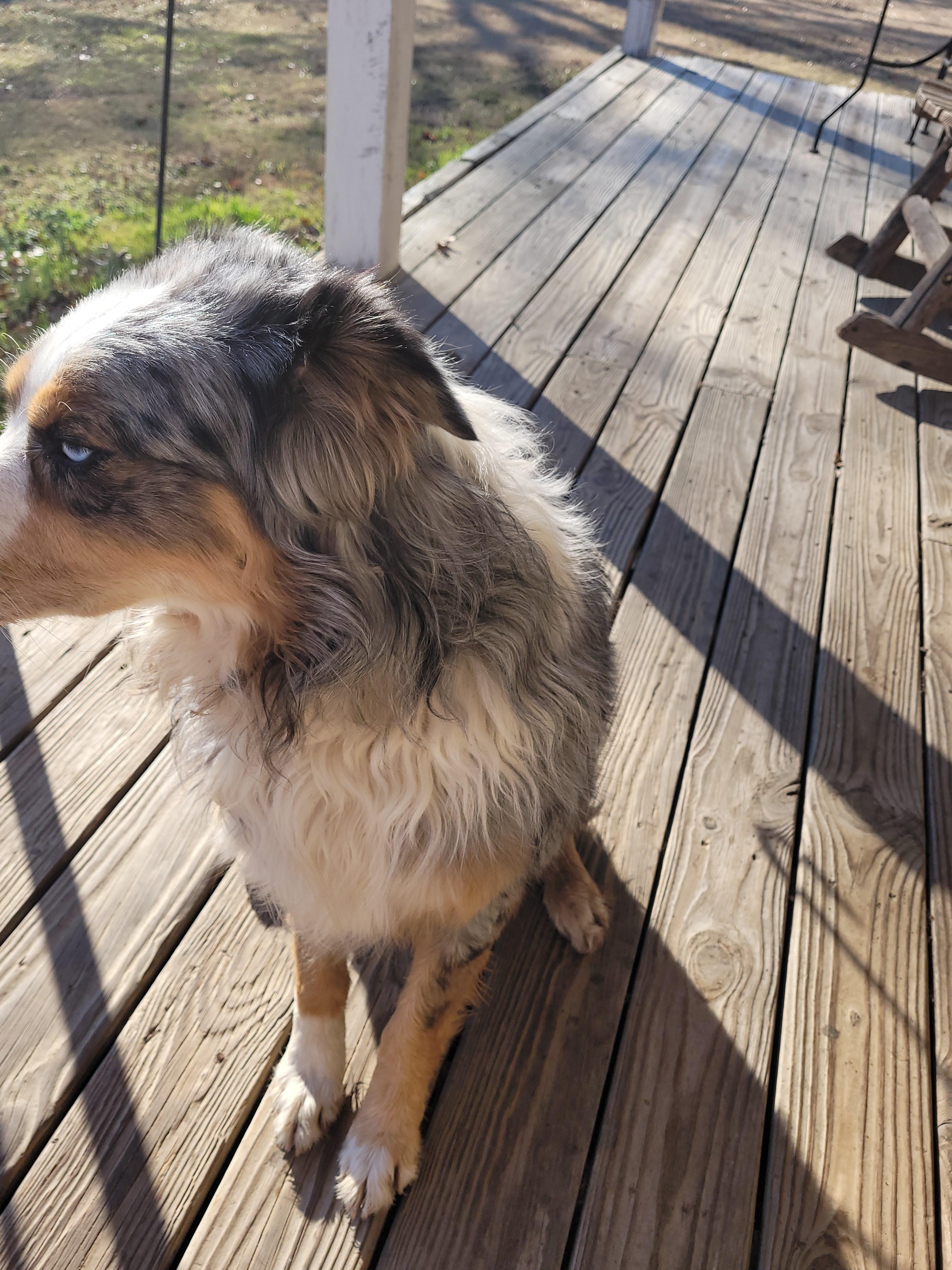 Enlarge Jax, a ADOPTABLE Australian Shepherd in Muskogee, OK image 3/3
