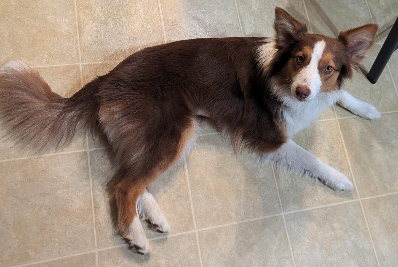Flare, adopted, Young Female Border Collie.