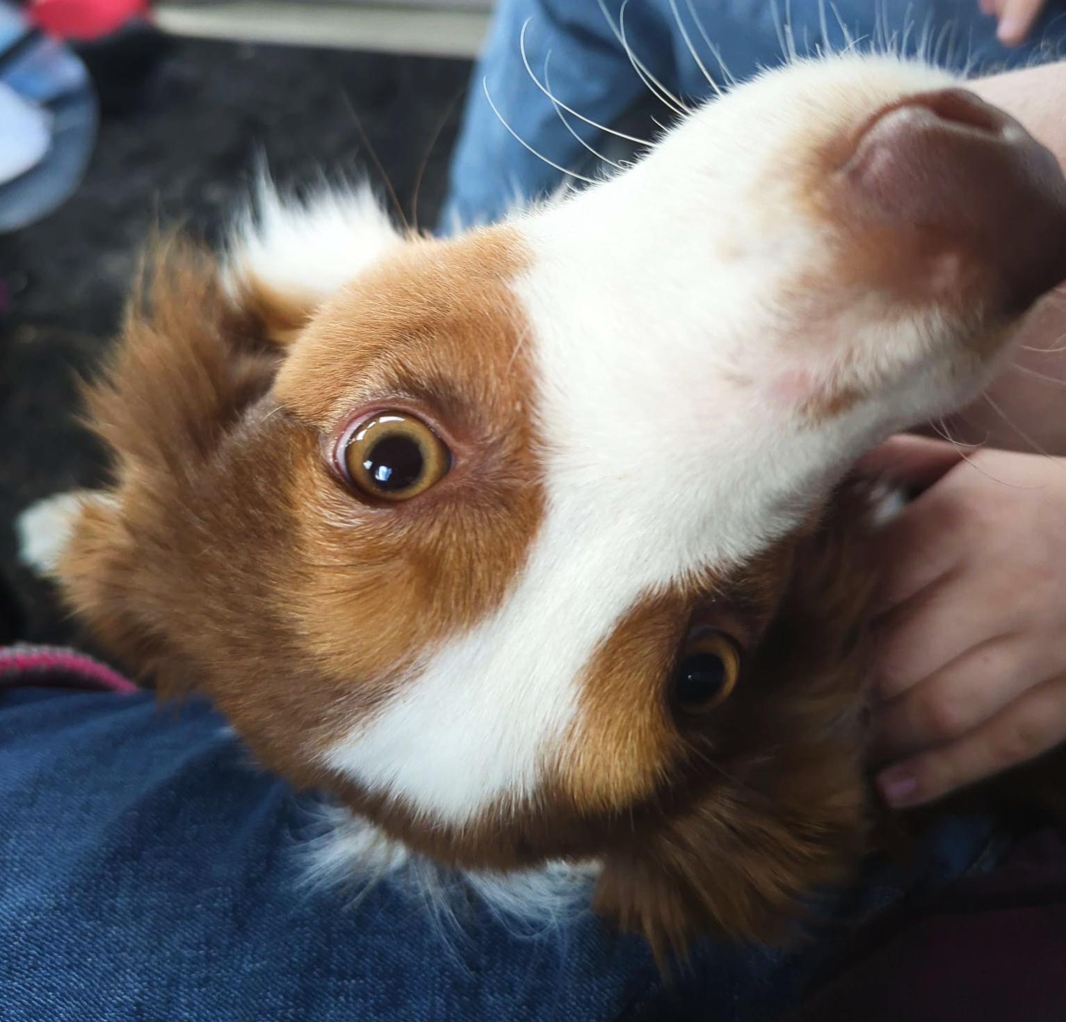 Flare, an adopted mixed breed in Cordova, TN image 4/6