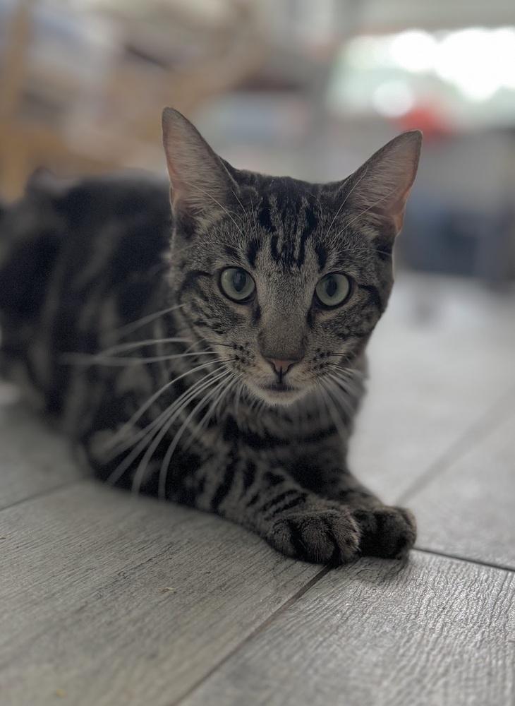 Enlarge Lucas, a Adoptable Domestic Short Hair in Lake Grove, NY image 1/1