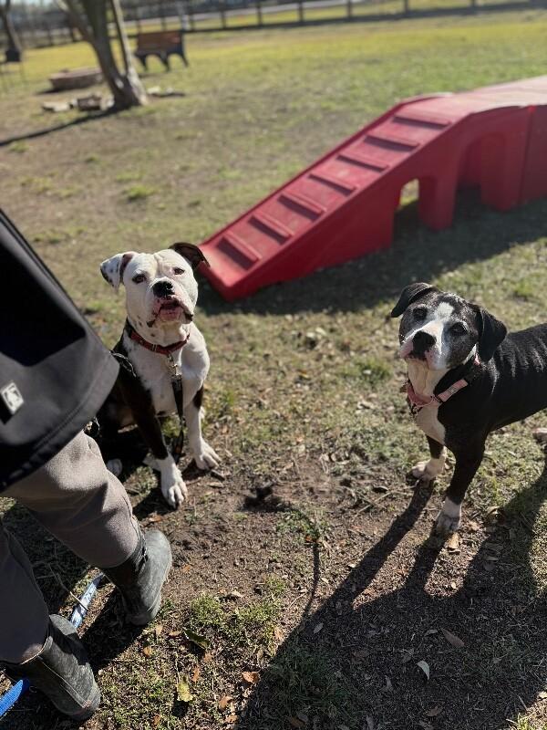 Hope loves all the treats — thumbnail 2