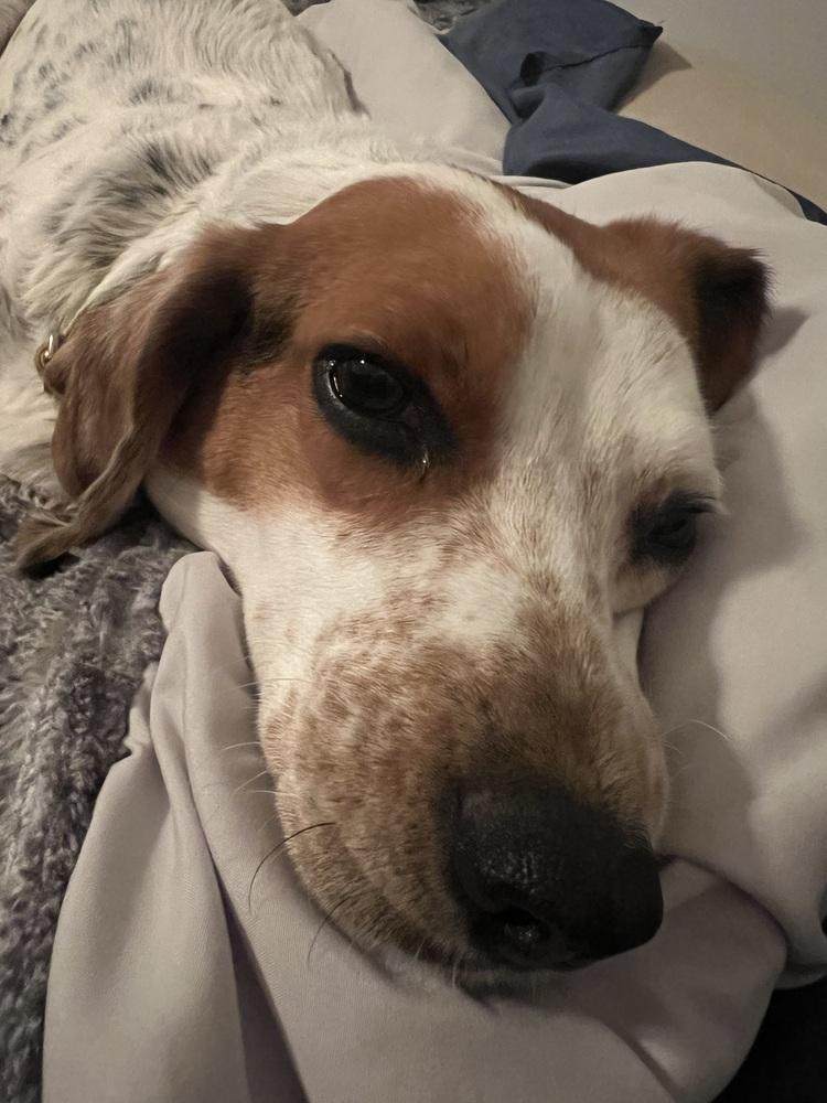 Jed, Adoptable, Young Male Beagle.