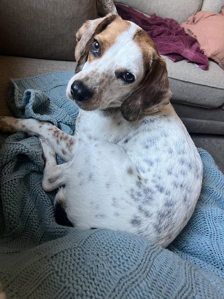 Enlarge Jed, a Adoptable mixed breed in Washington, DC image 3/6