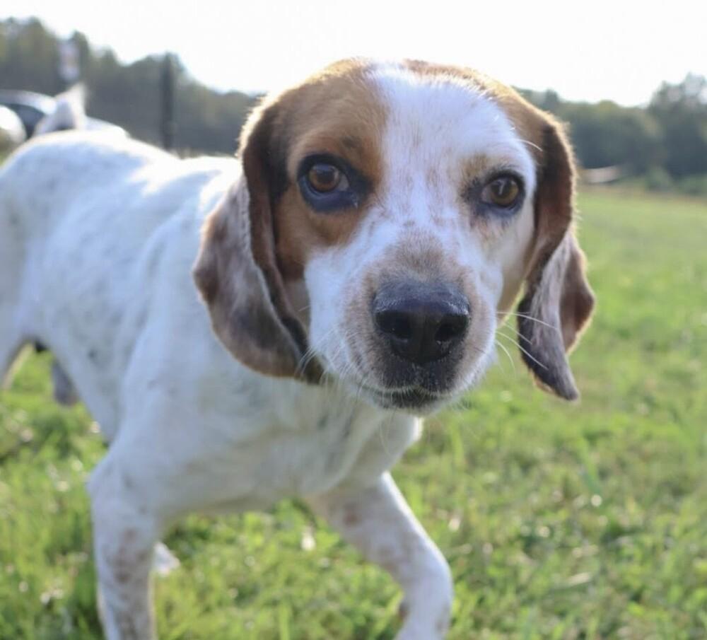 Enlarge Jed, a Adoptable mixed breed in Washington, DC image 5/6