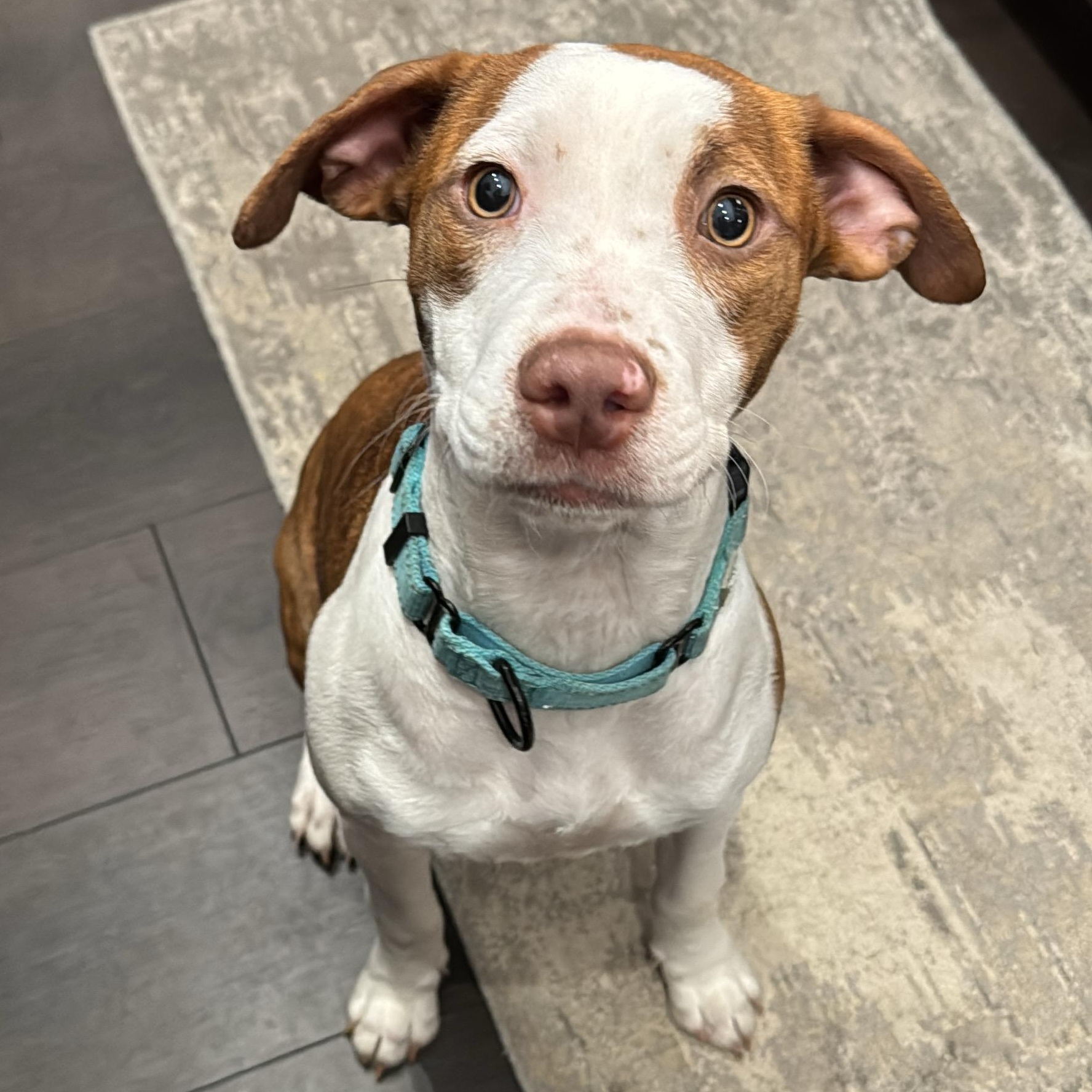 Enlarge Ellie, a Adoptable mixed breed in Annapolis, MD image 2/6