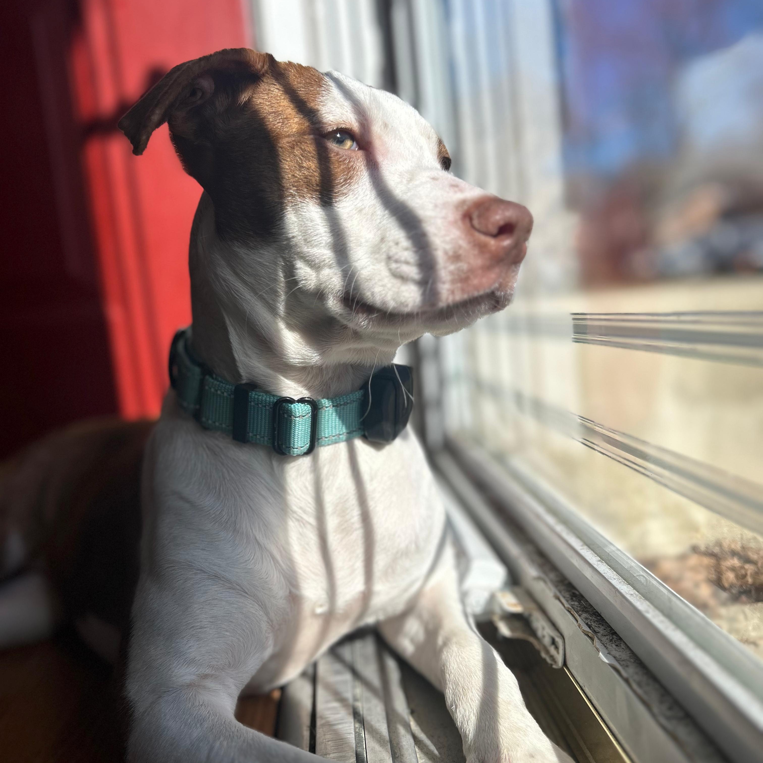 Enlarge Ellie, a Adoptable mixed breed in Annapolis, MD image 6/6