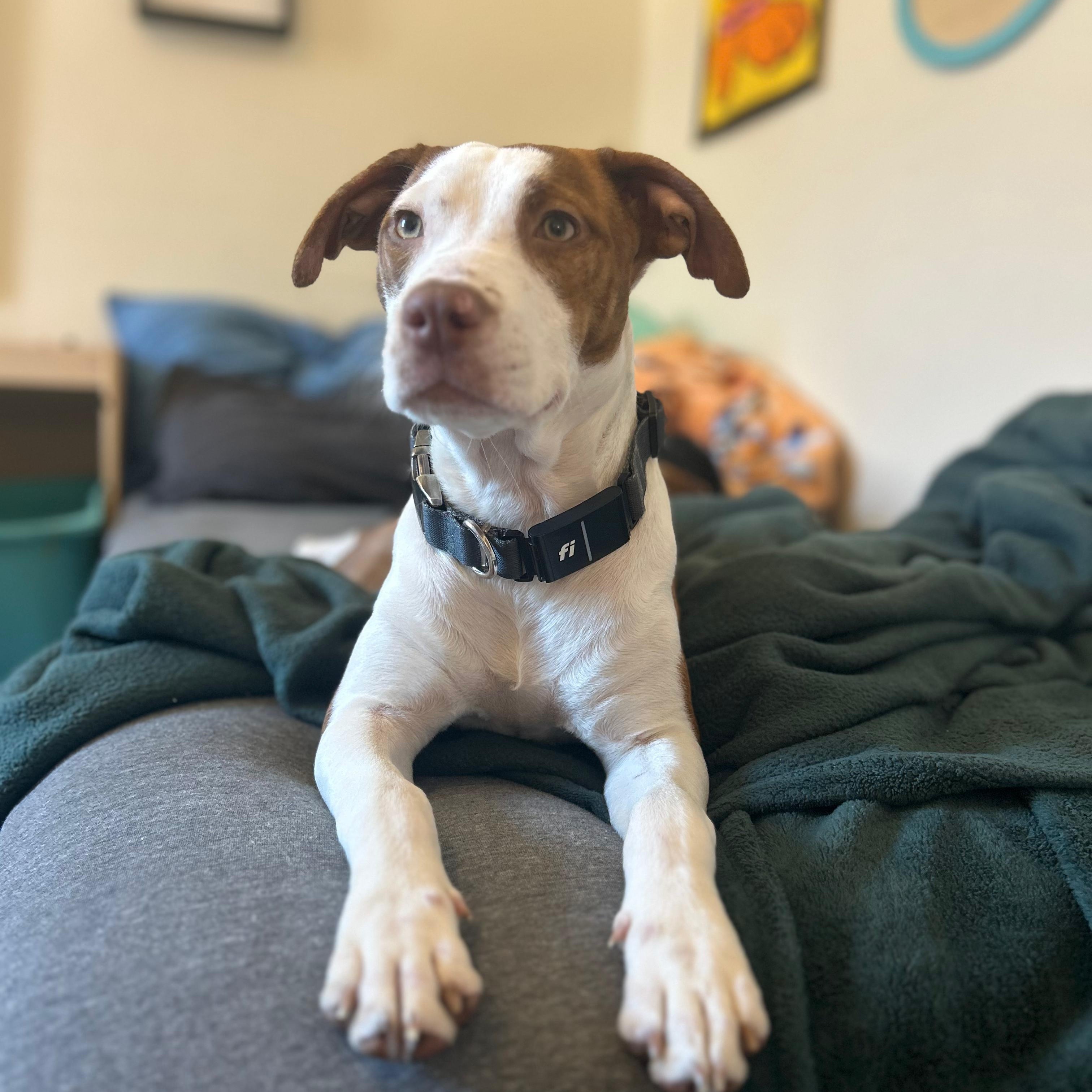 Enlarge Ellie, a Adoptable mixed breed in Annapolis, MD image 4/6