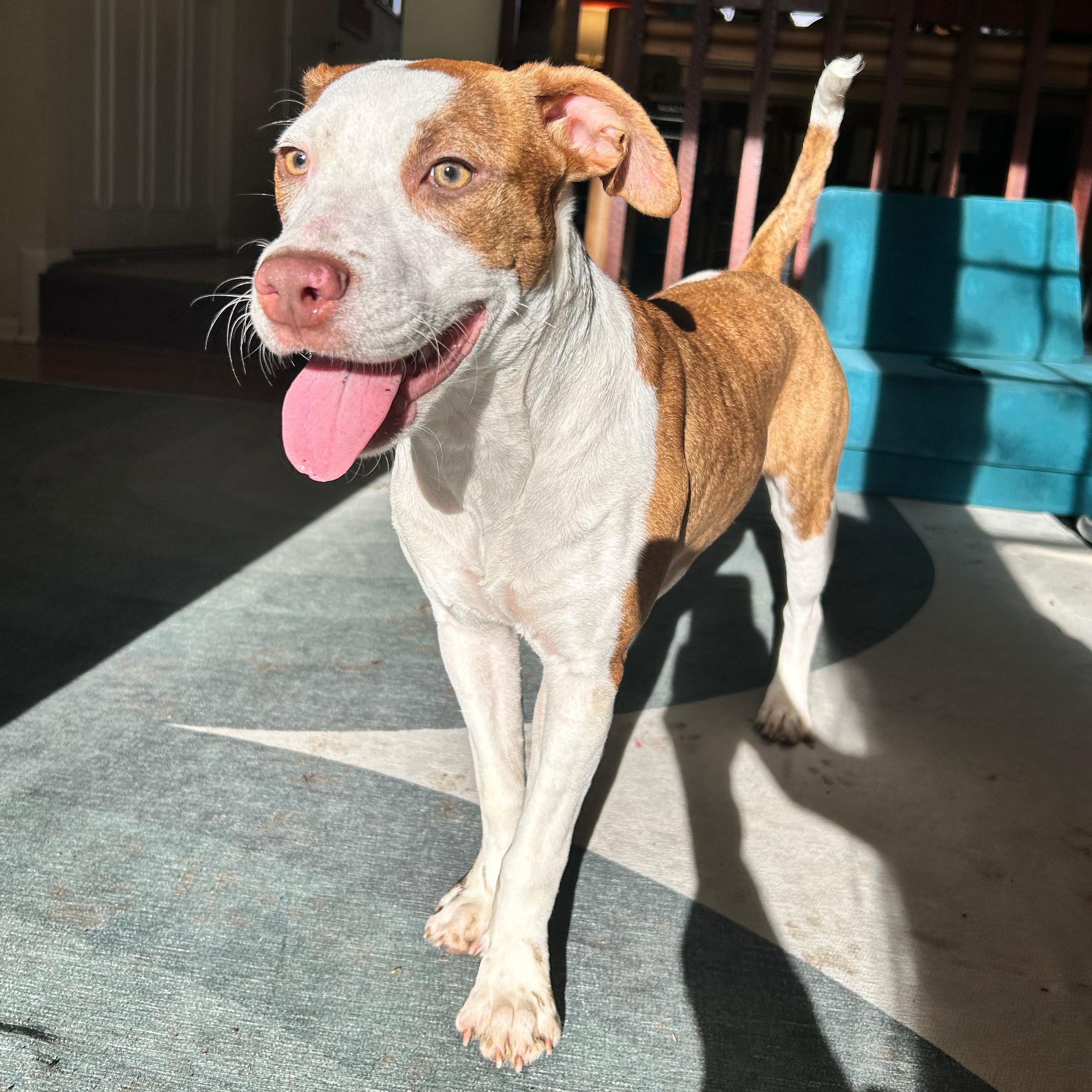 Enlarge Ellie, a Adoptable mixed breed in Annapolis, MD image 1/6