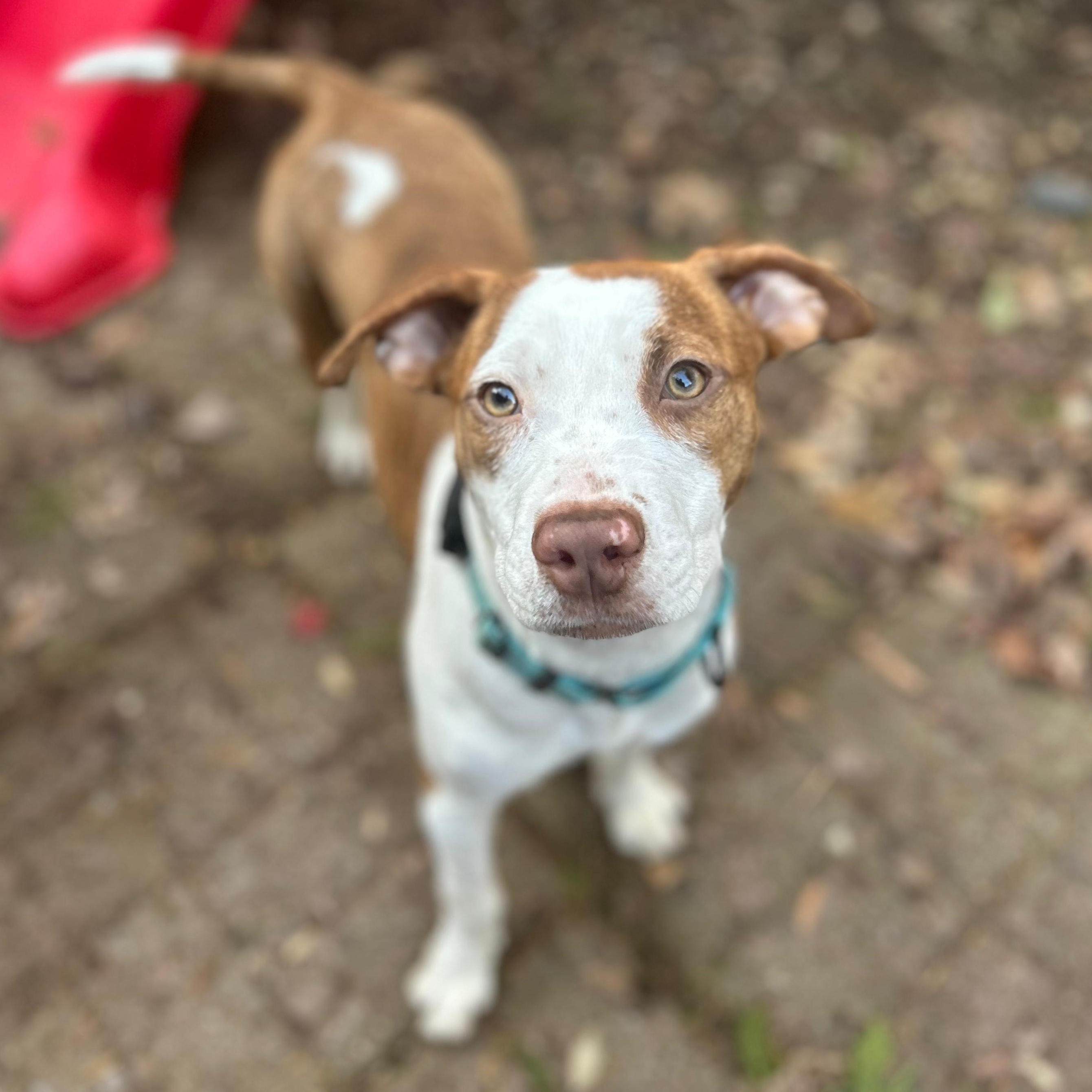 Enlarge Ellie, a Adoptable mixed breed in Annapolis, MD image 5/6