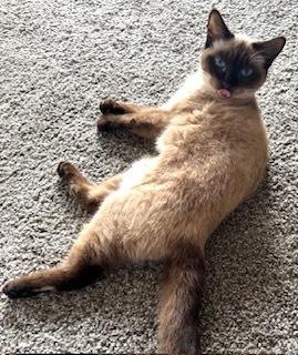 abby, Adoptable, Adult Female Domestic Short Hair & Siamese.