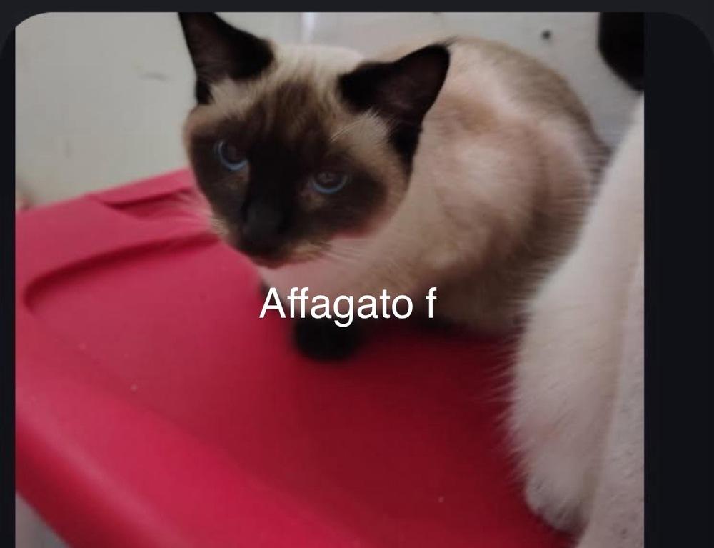 Enlarge abby, a Adoptable mixed breed in Bend, OR image 2/2