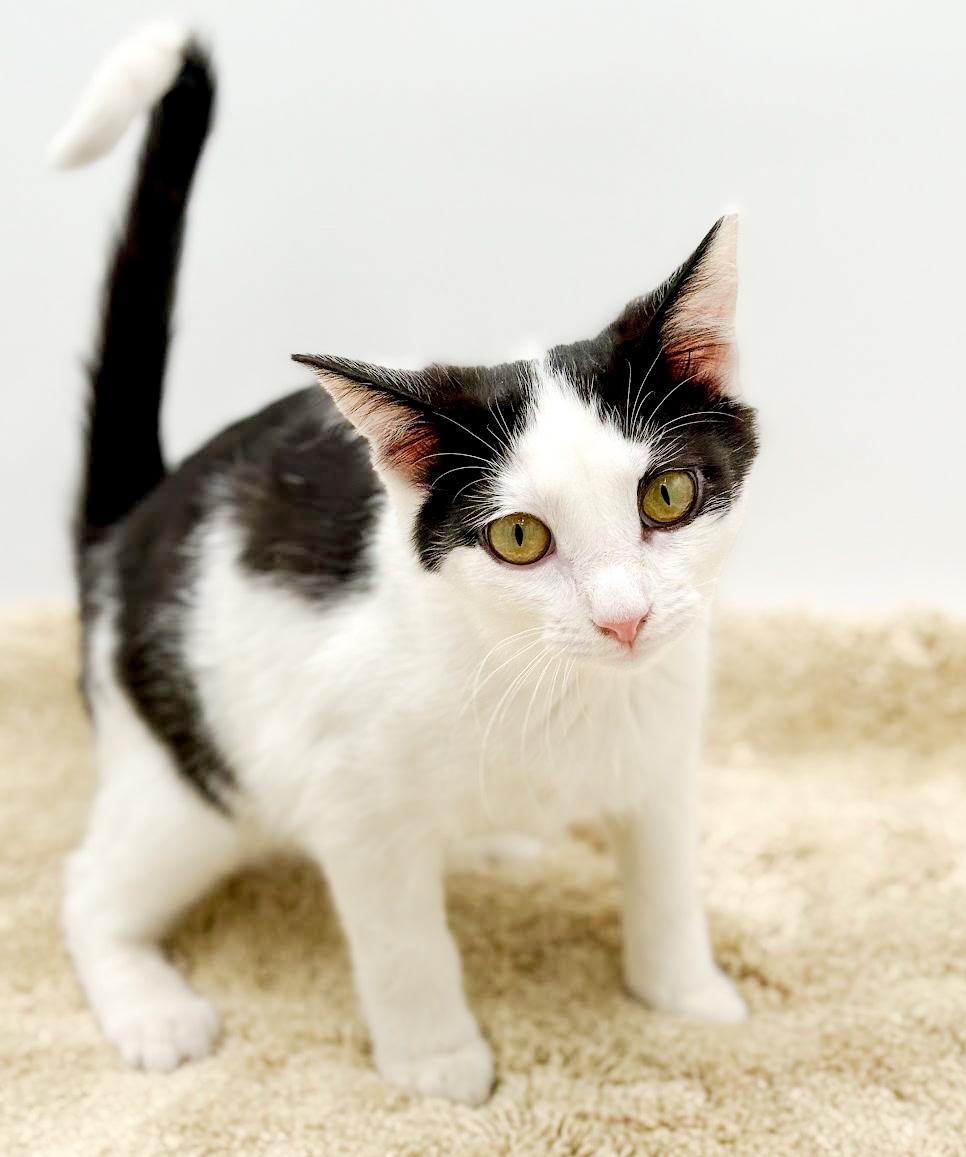 Jackson will make u jump with joy! Mini rock star!, a Adoptable mixed breed in Bedford Hills, NY image 5/6