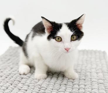 Jackson will make u jump with joy! Mini rock star!, a Adoptable mixed breed in Bedford Hills, NY image 4/6