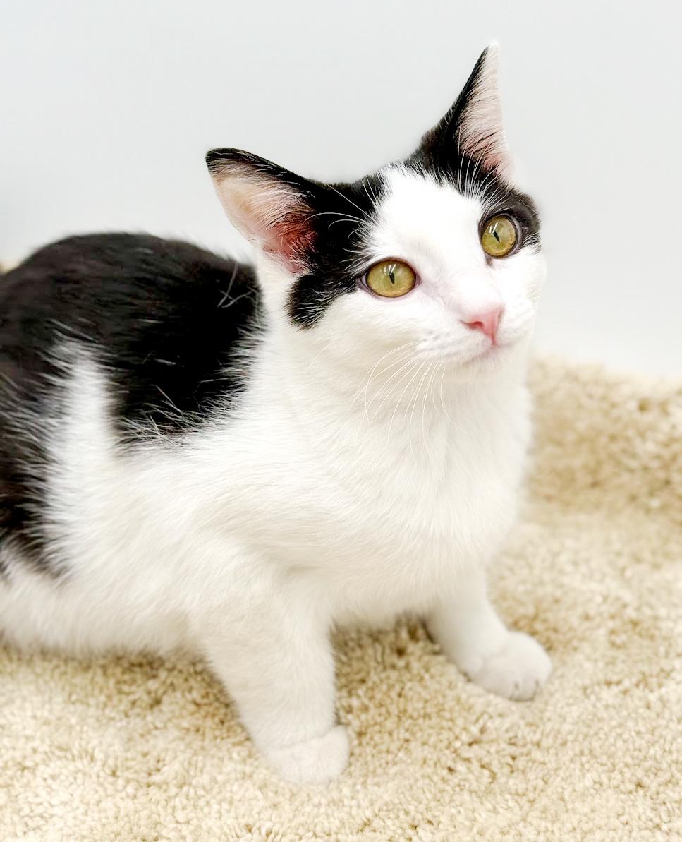 Jackson will make u jump with joy! Mini rock star!, a Adoptable mixed breed in Bedford Hills, NY image 3/6