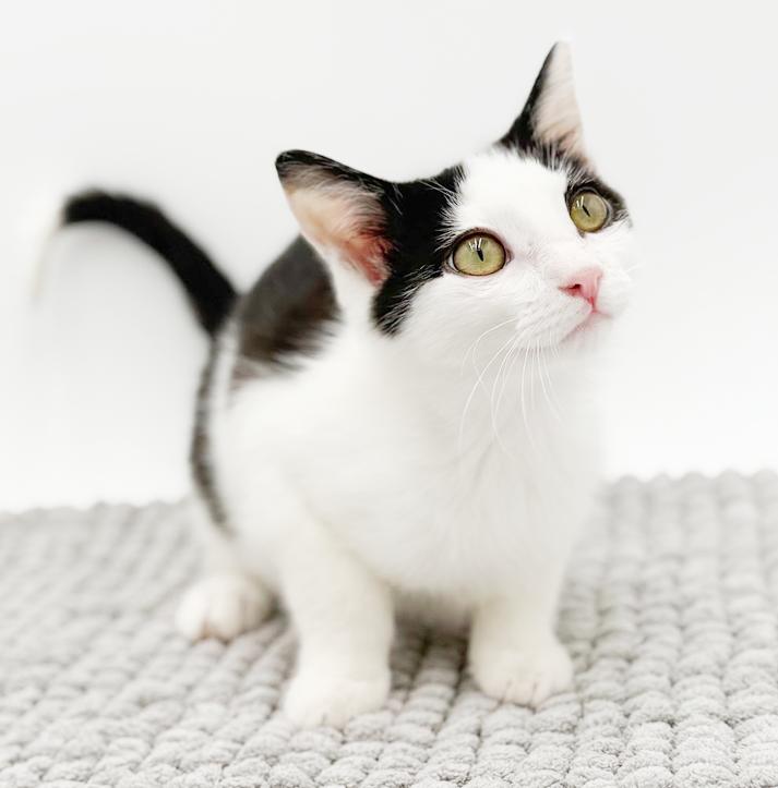 Jackson will make u jump with joy! Mini rock star!, a Adoptable mixed breed in Bedford Hills, NY image 6/6