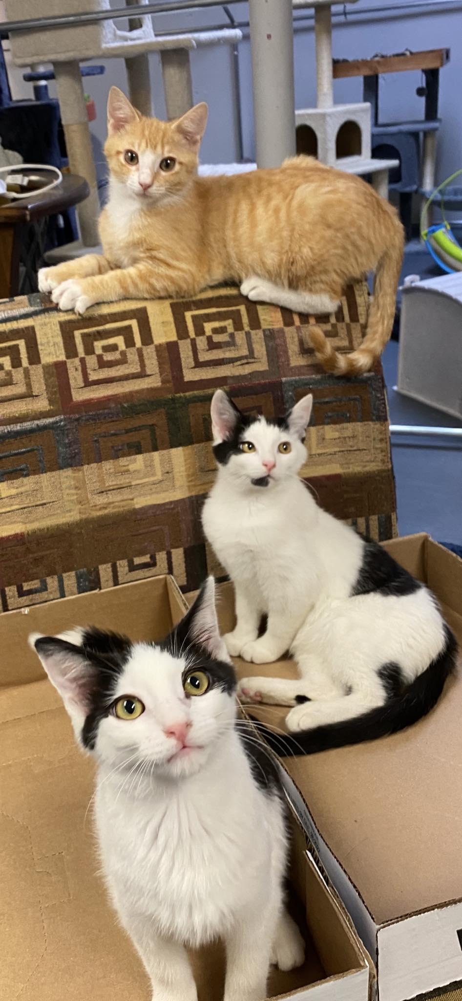 Jackson will make u jump with joy! Mini rock star!, a Adoptable mixed breed in Bedford Hills, NY image 2/6