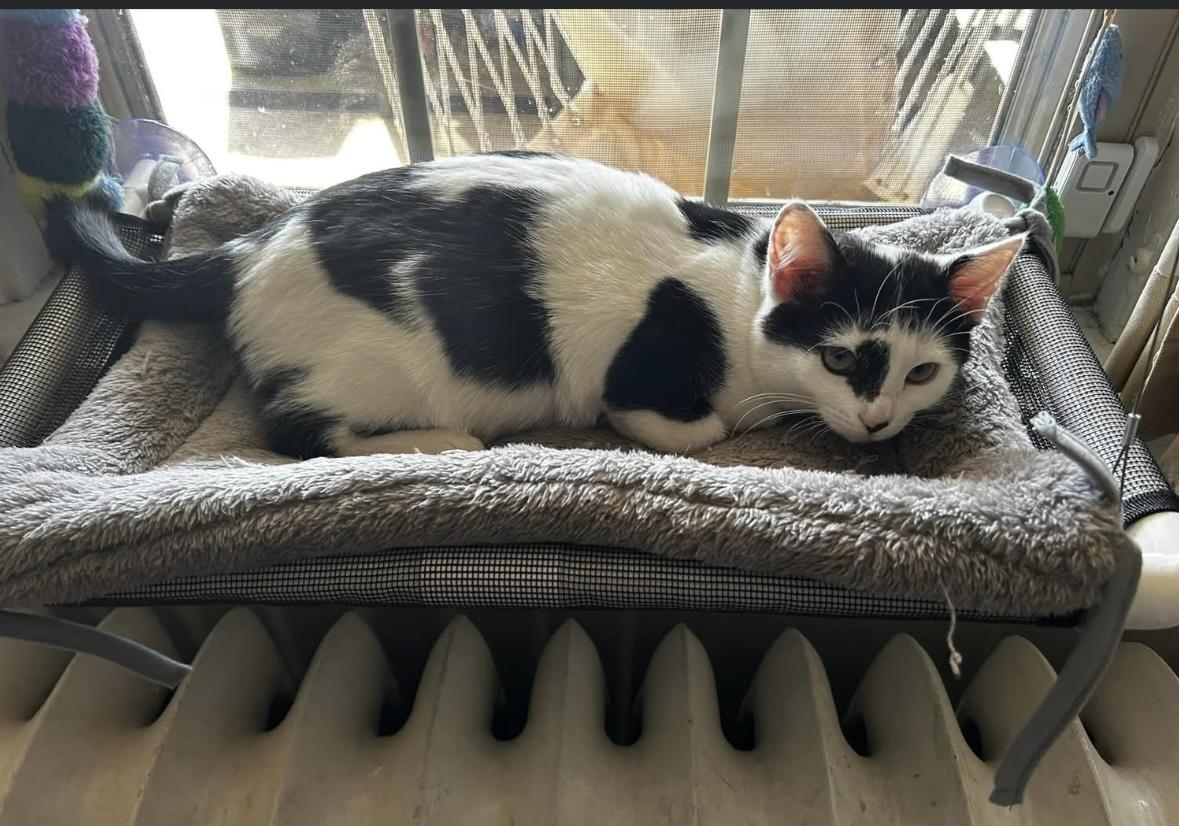 Pippen(Pippi), Adopted, Young Female Domestic Short Hair.