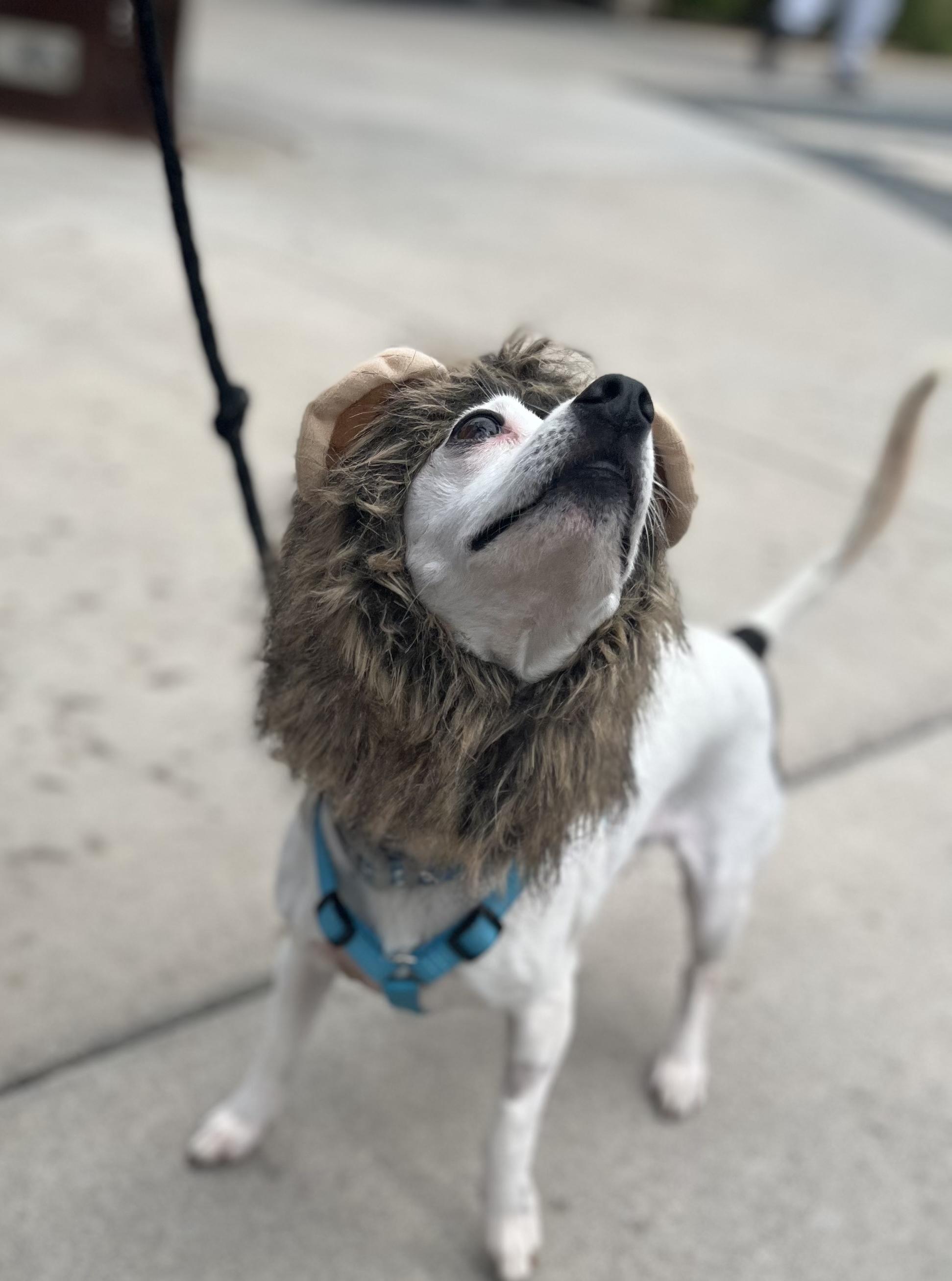 Enlarge Charlie, a Adoptable mixed breed in Minneapolis, MN image 2/6