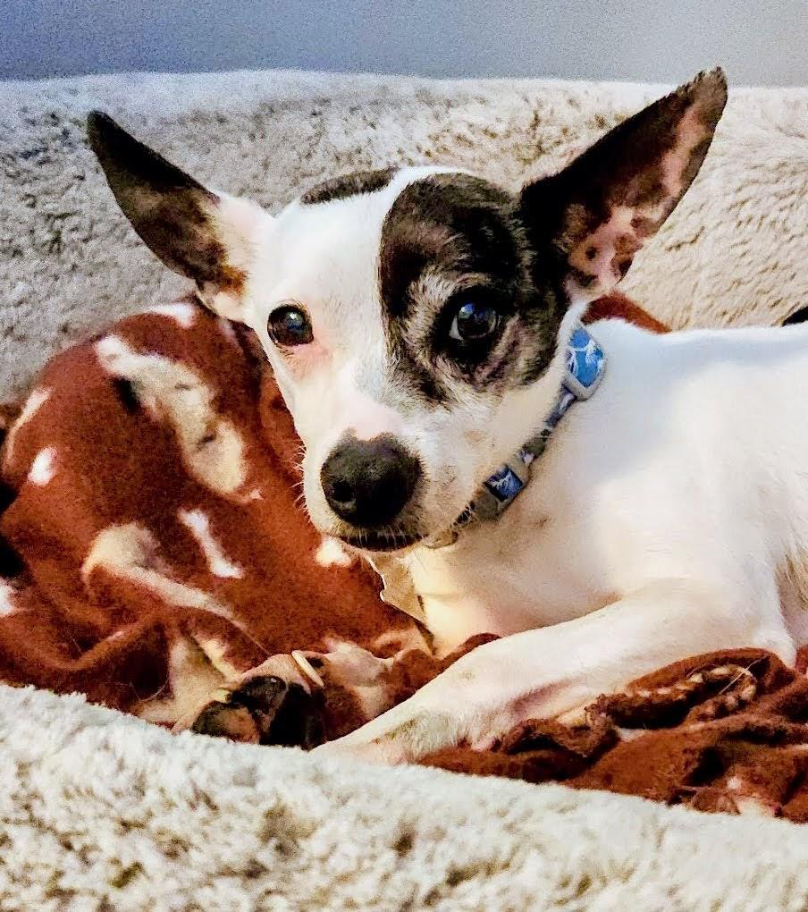 Enlarge Charlie, a Adoptable mixed breed in Minneapolis, MN image 1/6