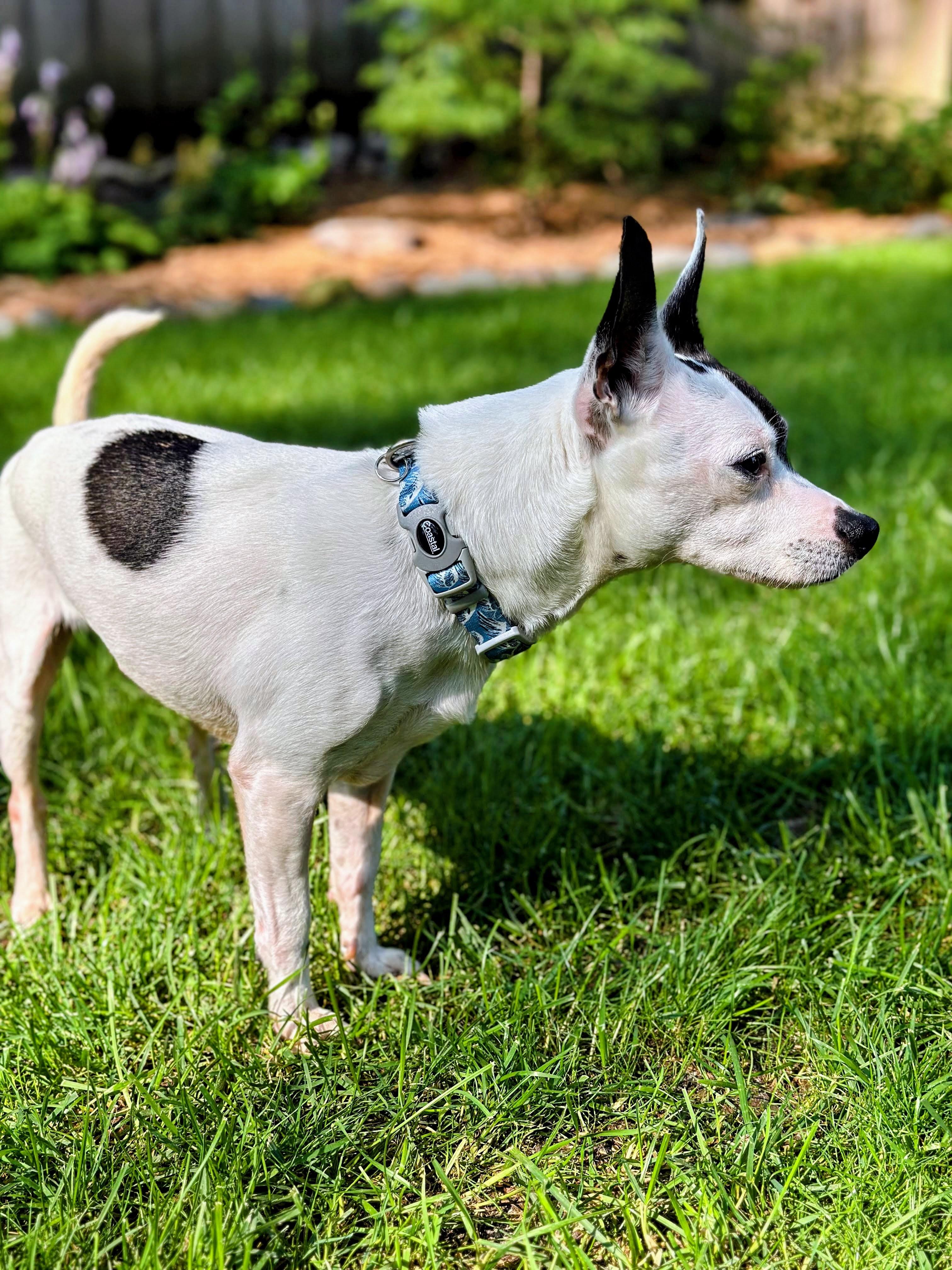 Enlarge Charlie, a Adoptable mixed breed in Minneapolis, MN image 3/6