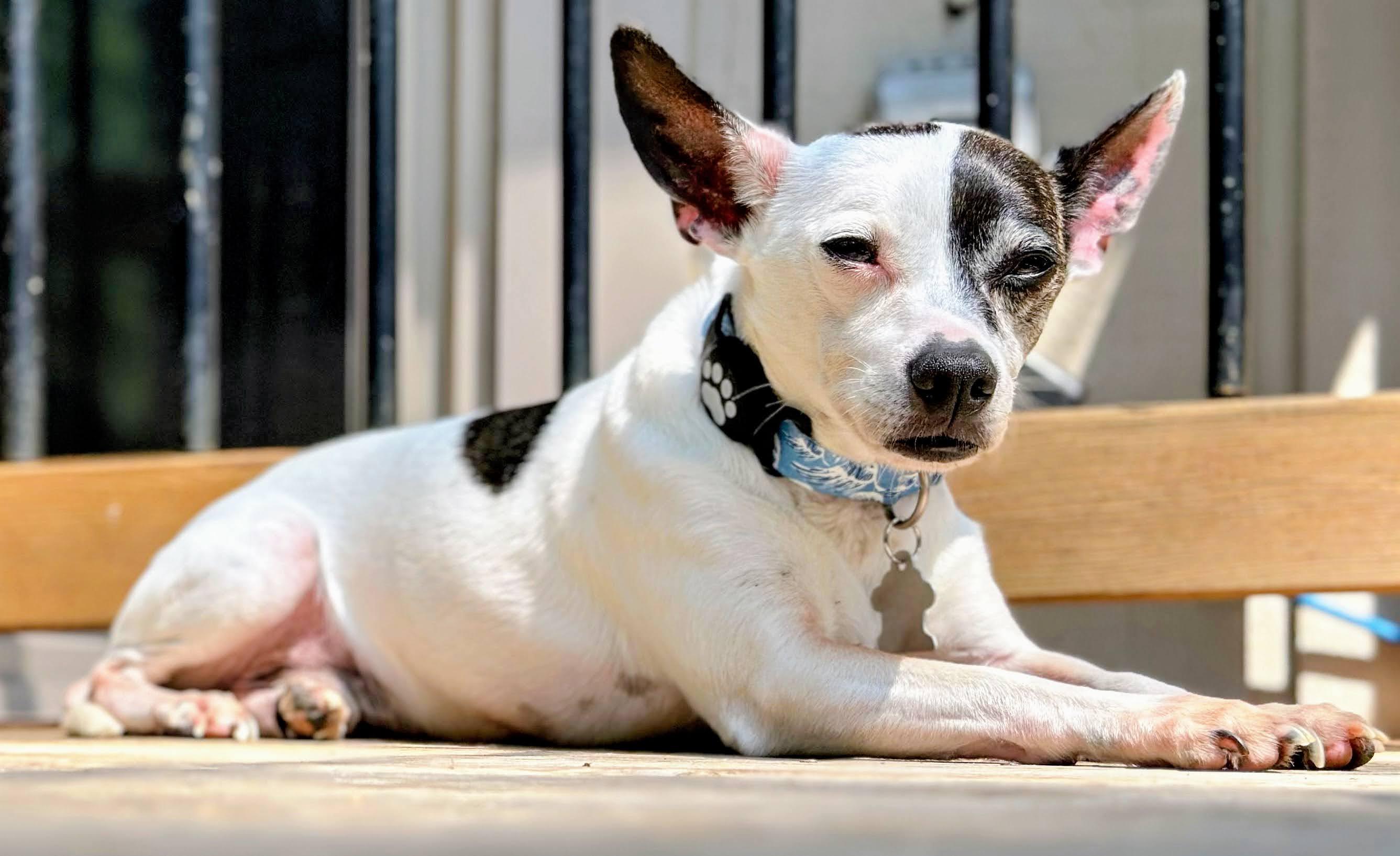 Enlarge Charlie, a Adoptable mixed breed in Minneapolis, MN image 4/6