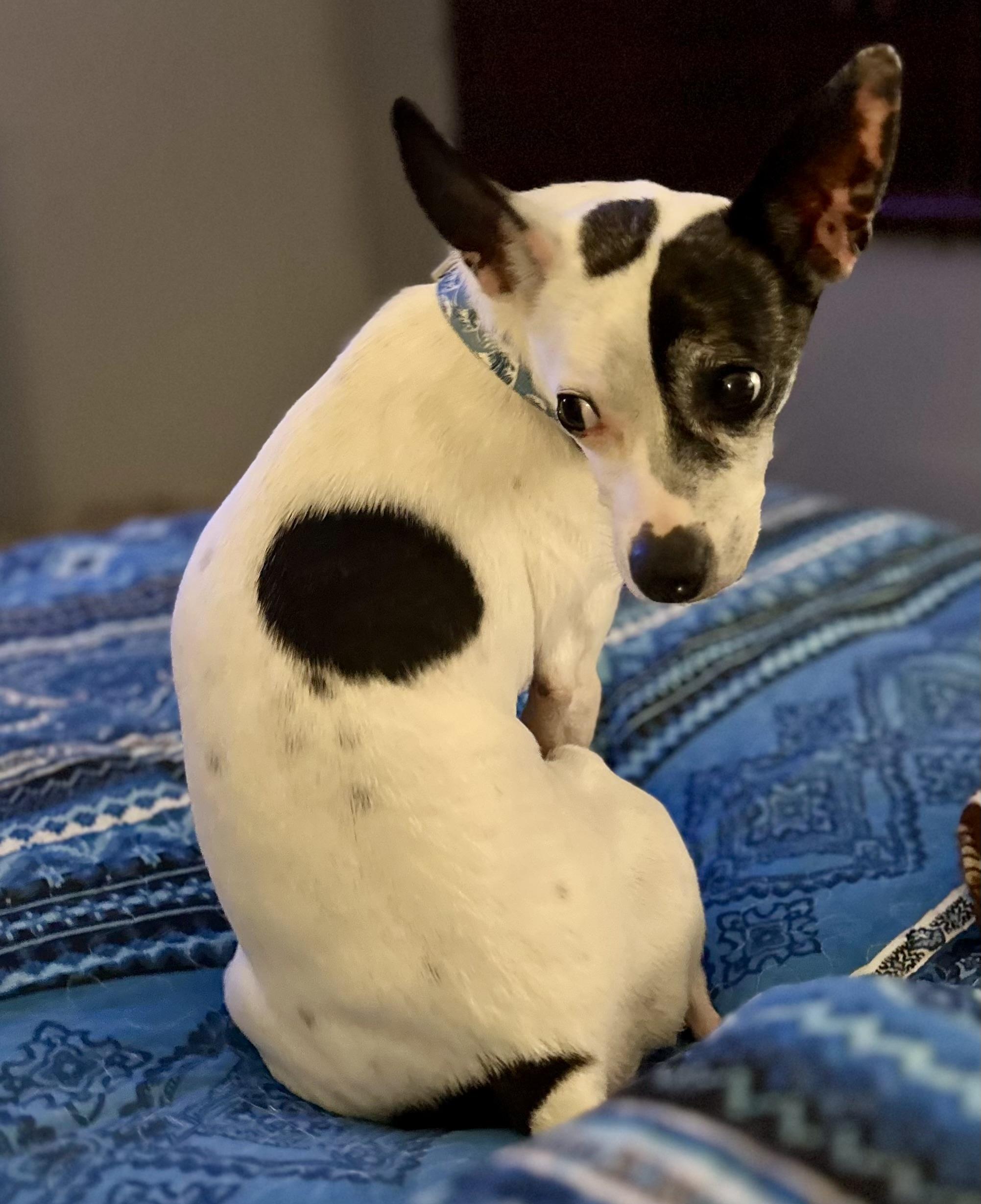 Enlarge Charlie, a Adoptable mixed breed in Minneapolis, MN image 5/6